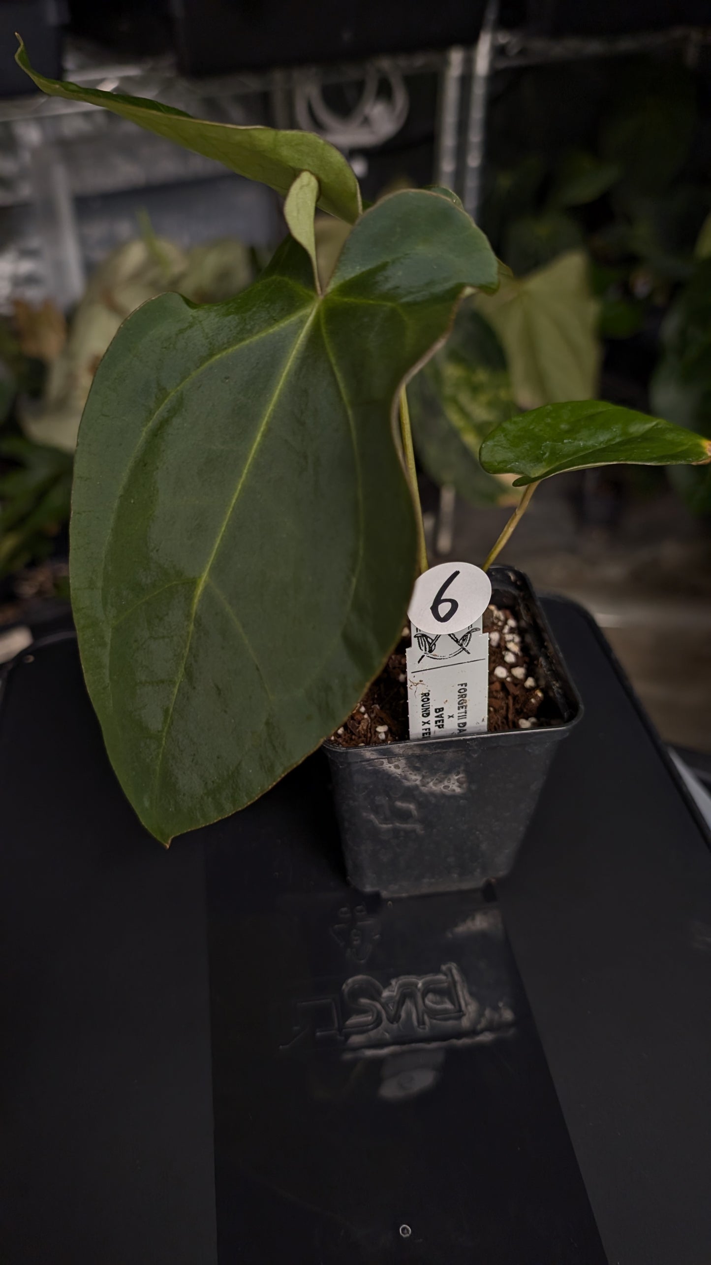 Anthurium Forgetii dark form x BVEP 'Round x Felix'