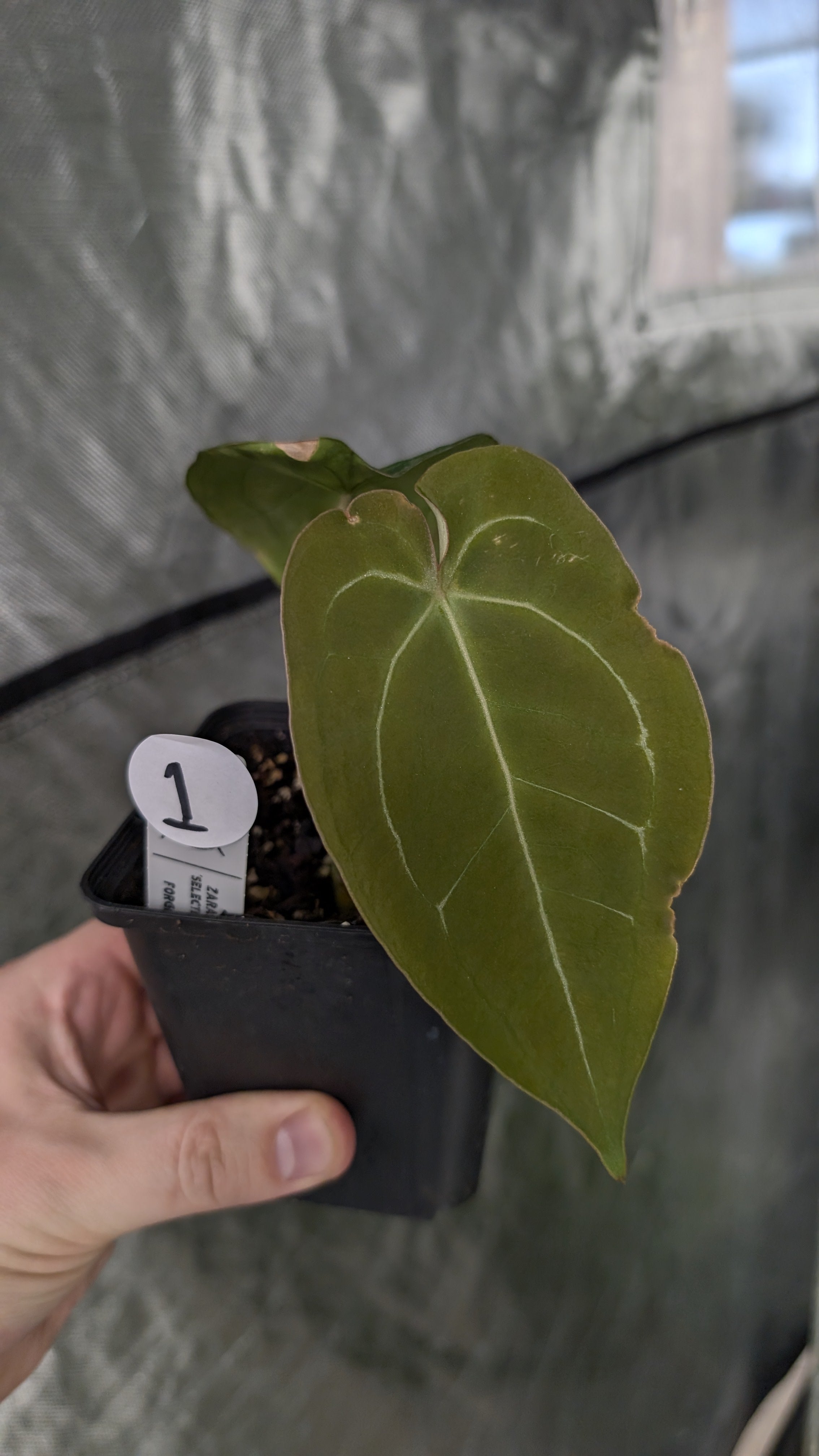 Anthurium Doc Block Zara x Michelle 'selected dark form' x