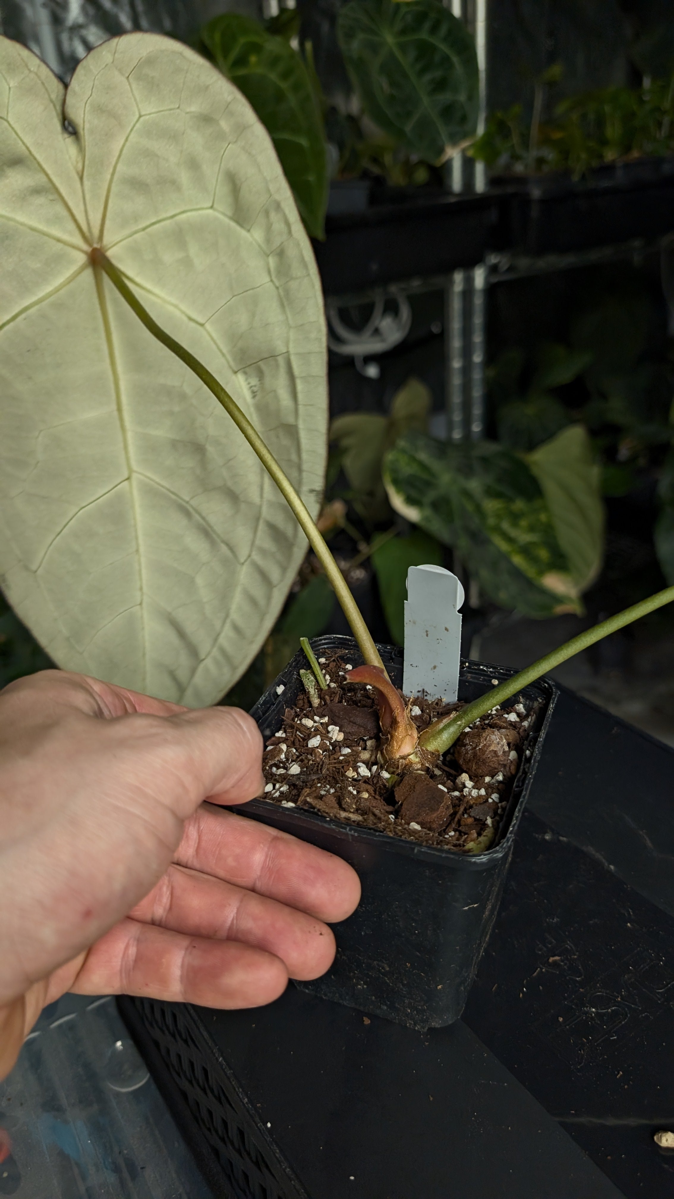 S.S PLANTS　653035 サイドアクリルブラック Anthurium Doc Block Zara x Michelle 'selected dark form' x