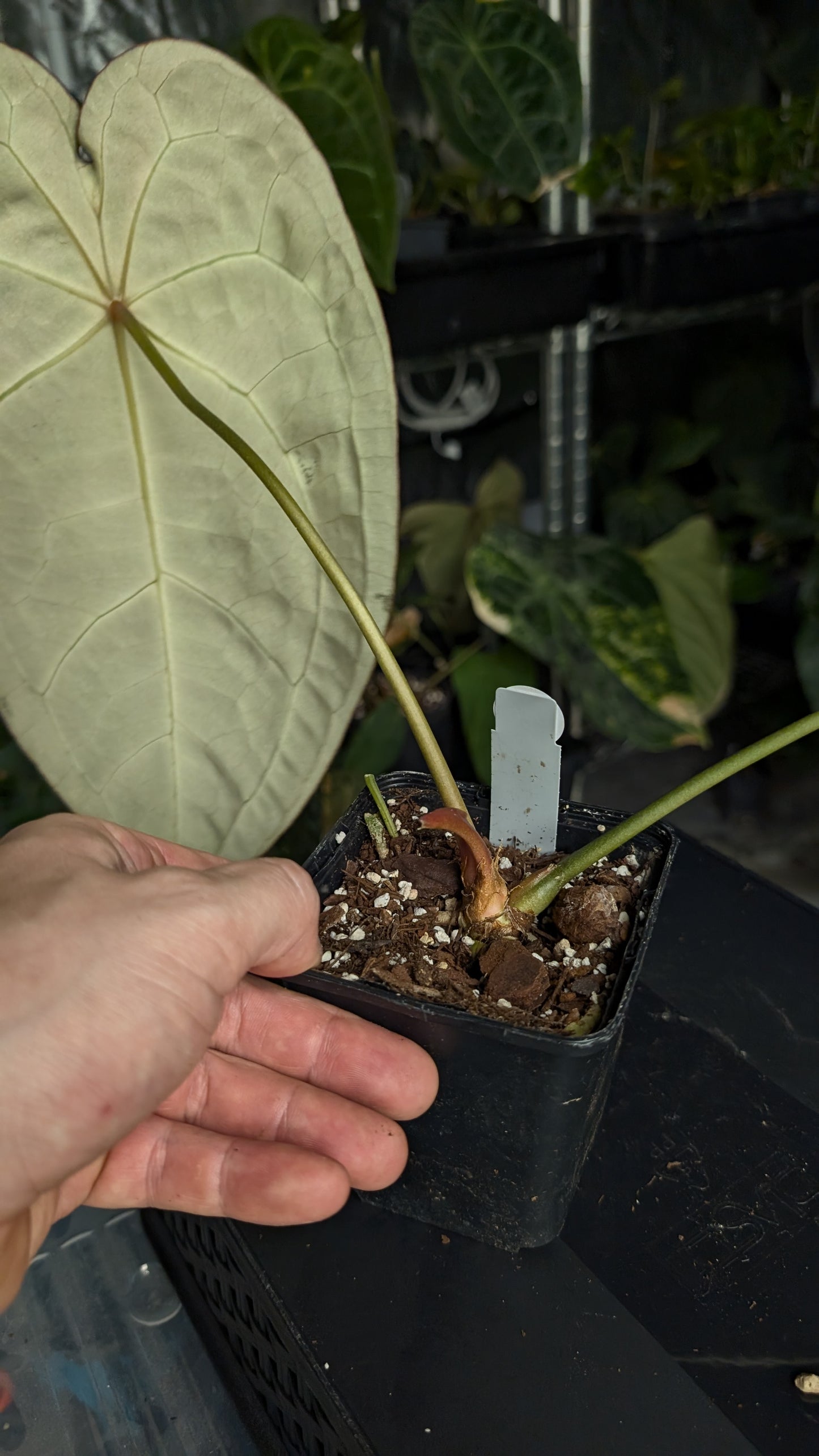 Anthurium Doc Block Zara x Michelle 'selected dark form' x Forgetii Dark