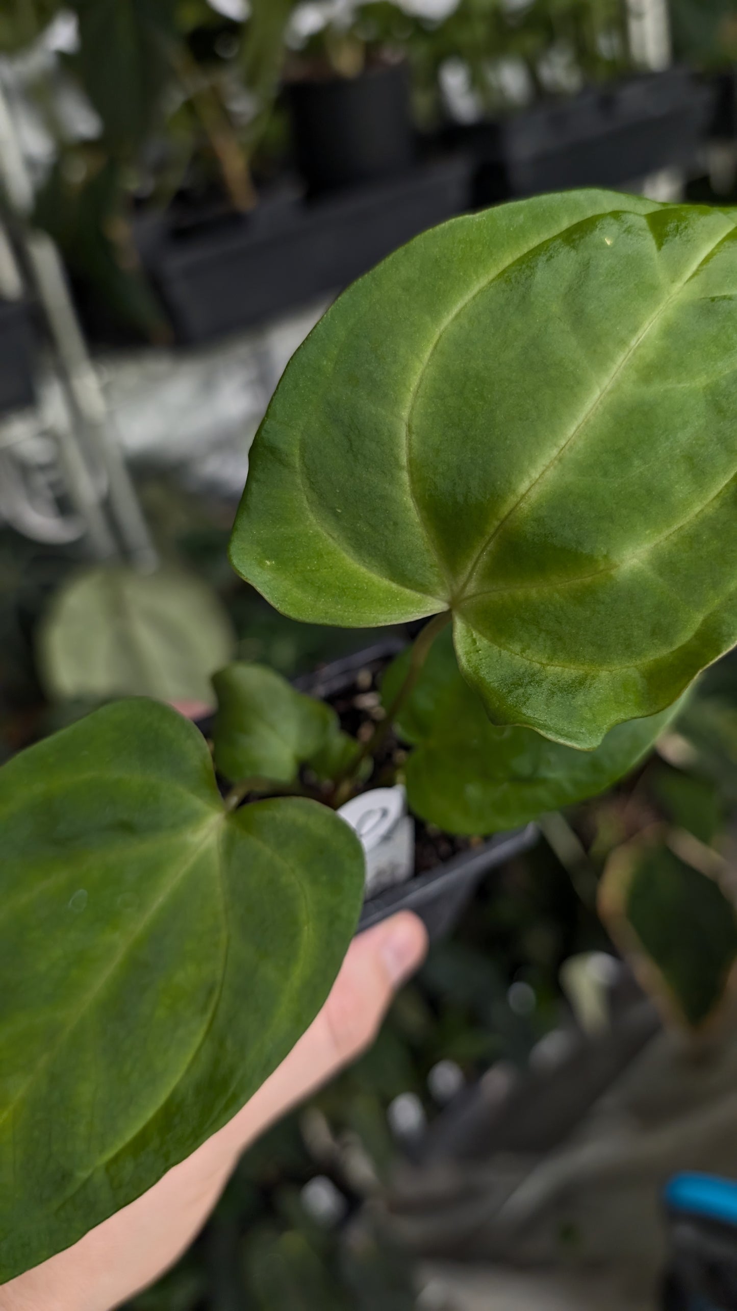 Anthurium [Carlablackiae x Dressleri Rio Guanche x Mr. Worldwide] x [Ace of Spagetii x Mr Worldwide]