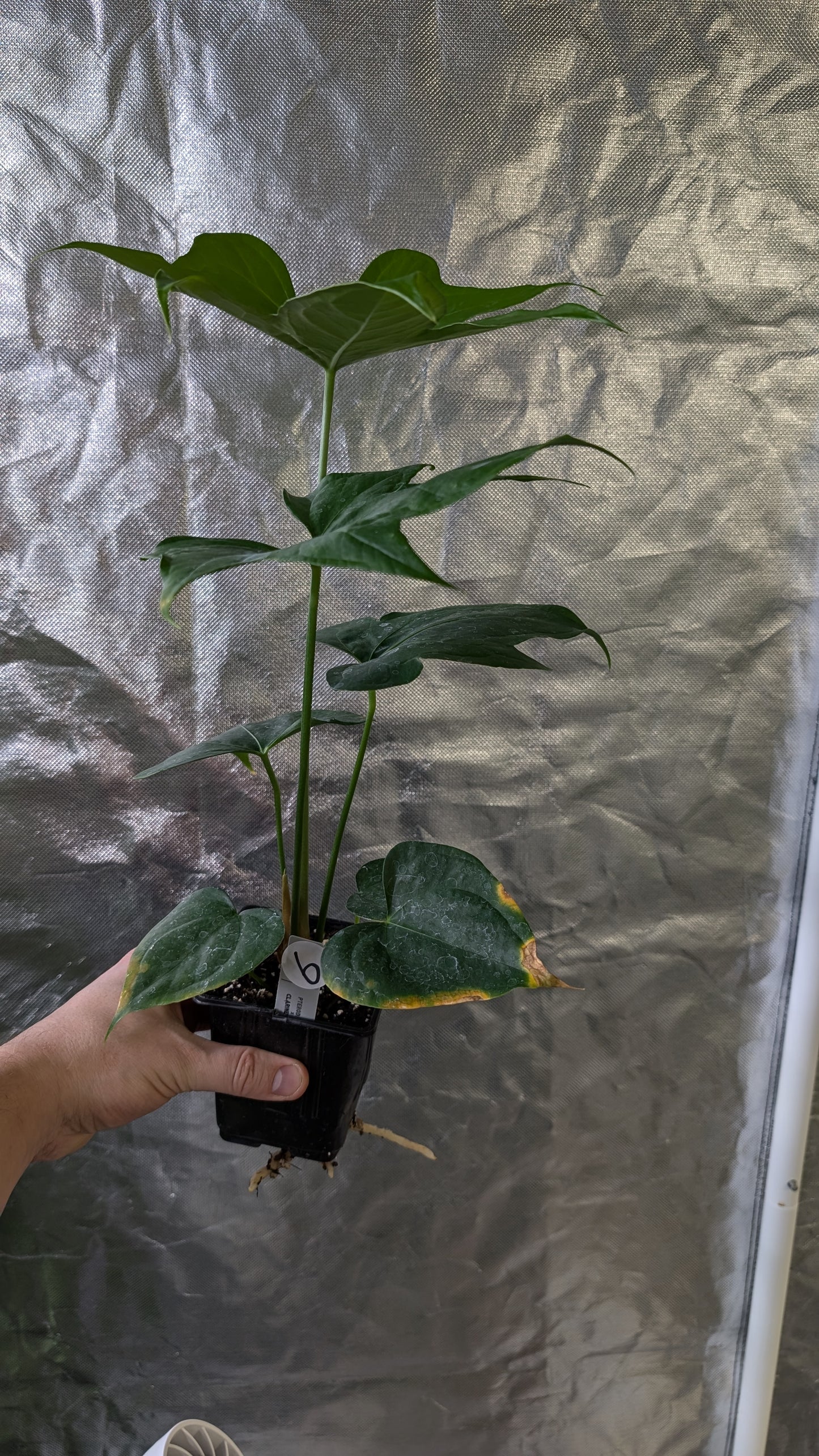 Anthurium Pterodactyl x self