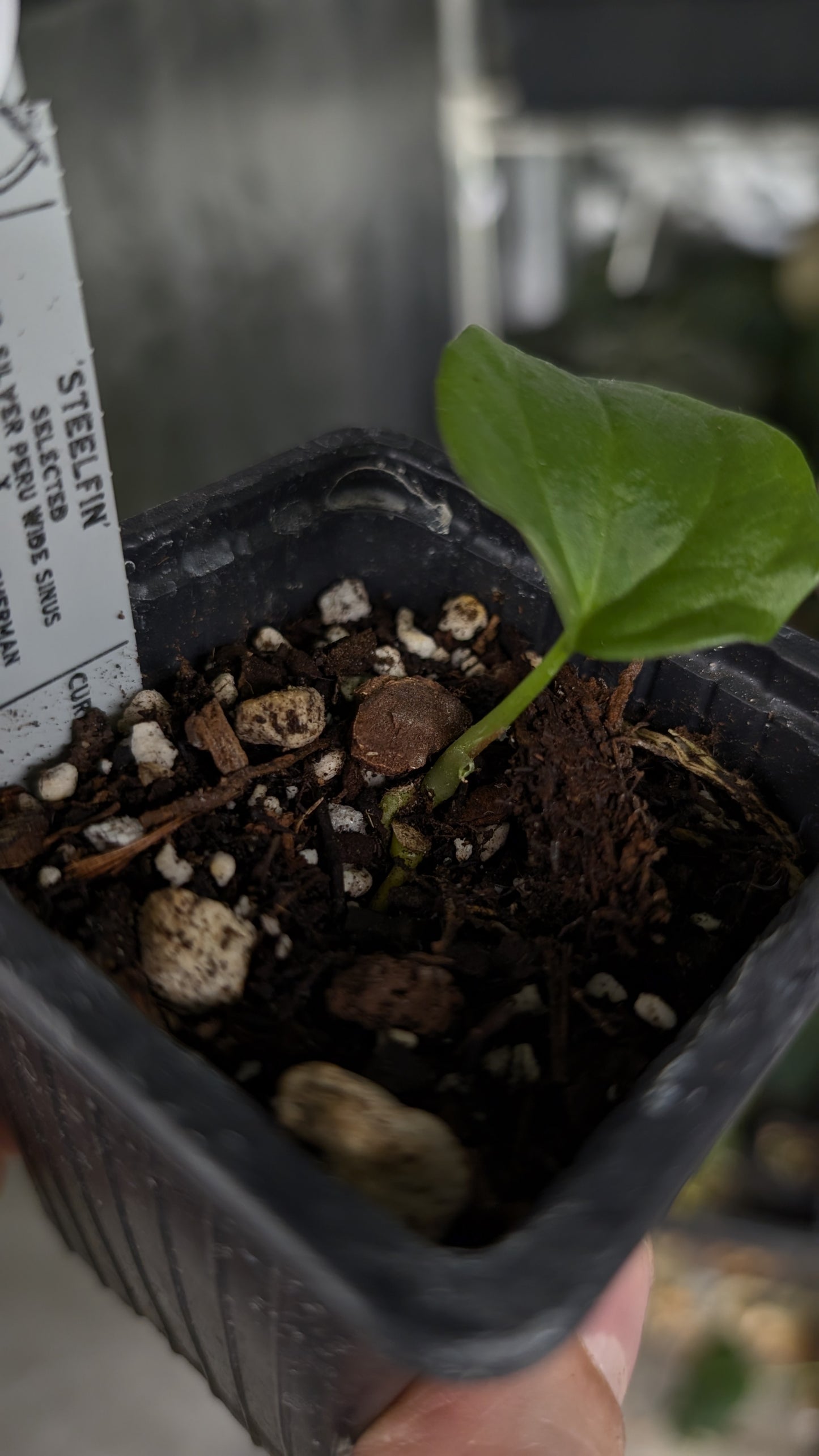 Anthurium 'Steelfin' clone