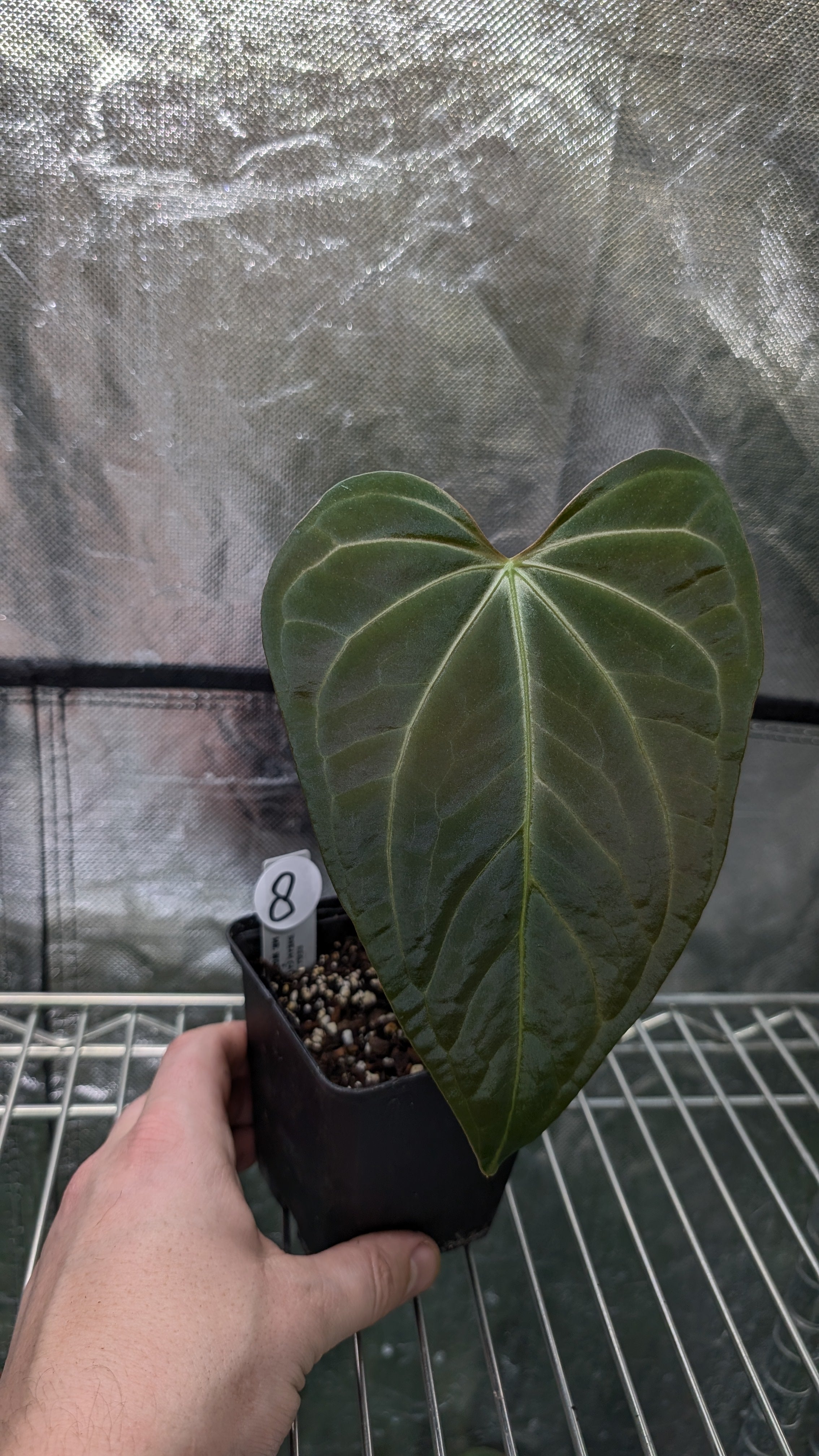 Anthurium Regale 'Dream Catcher' x Mr. Worldwide – Curious Plants