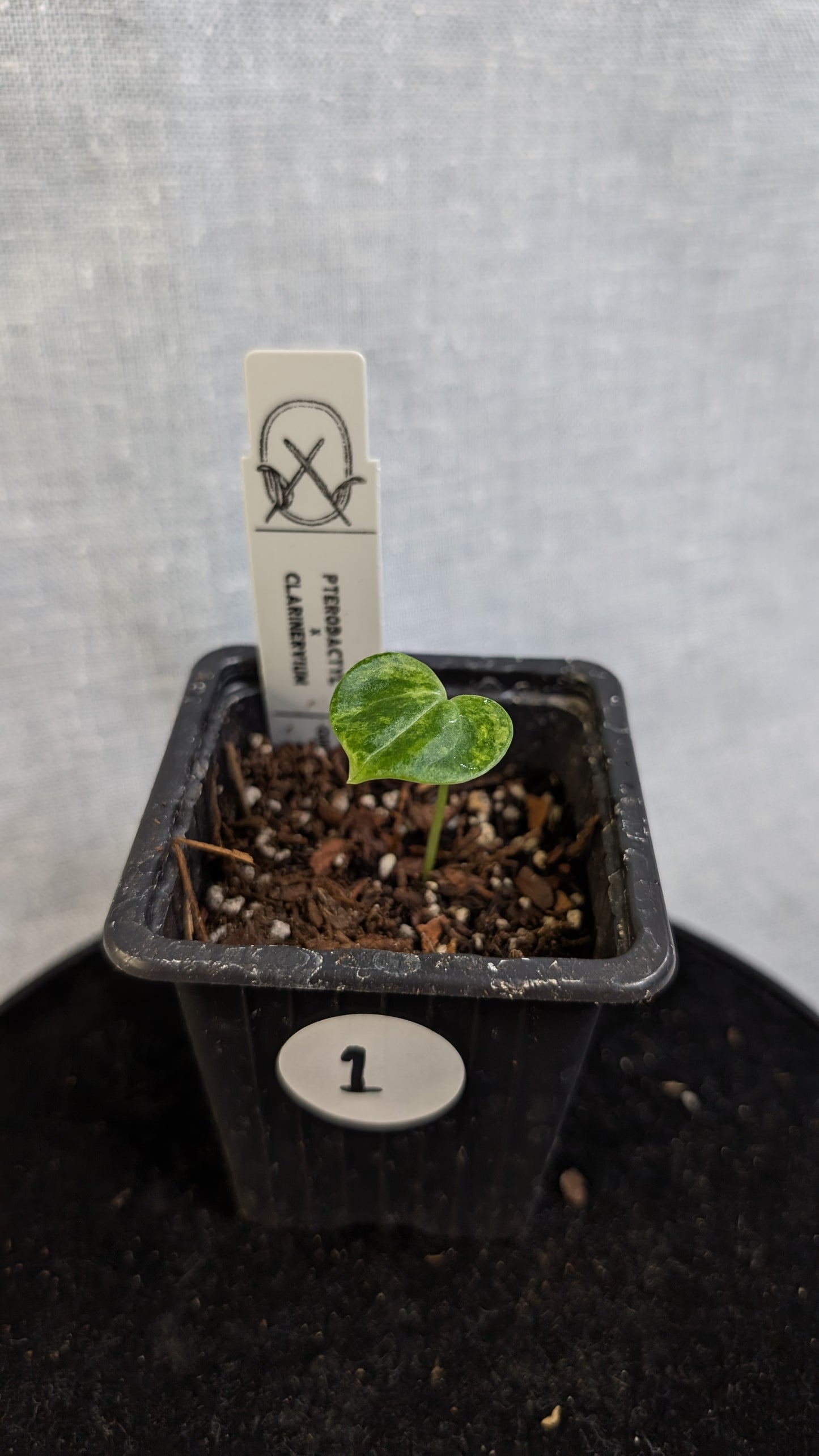 *Variegated* Anthurium Pterodactyl variegata x Clarinervium (or x self)
