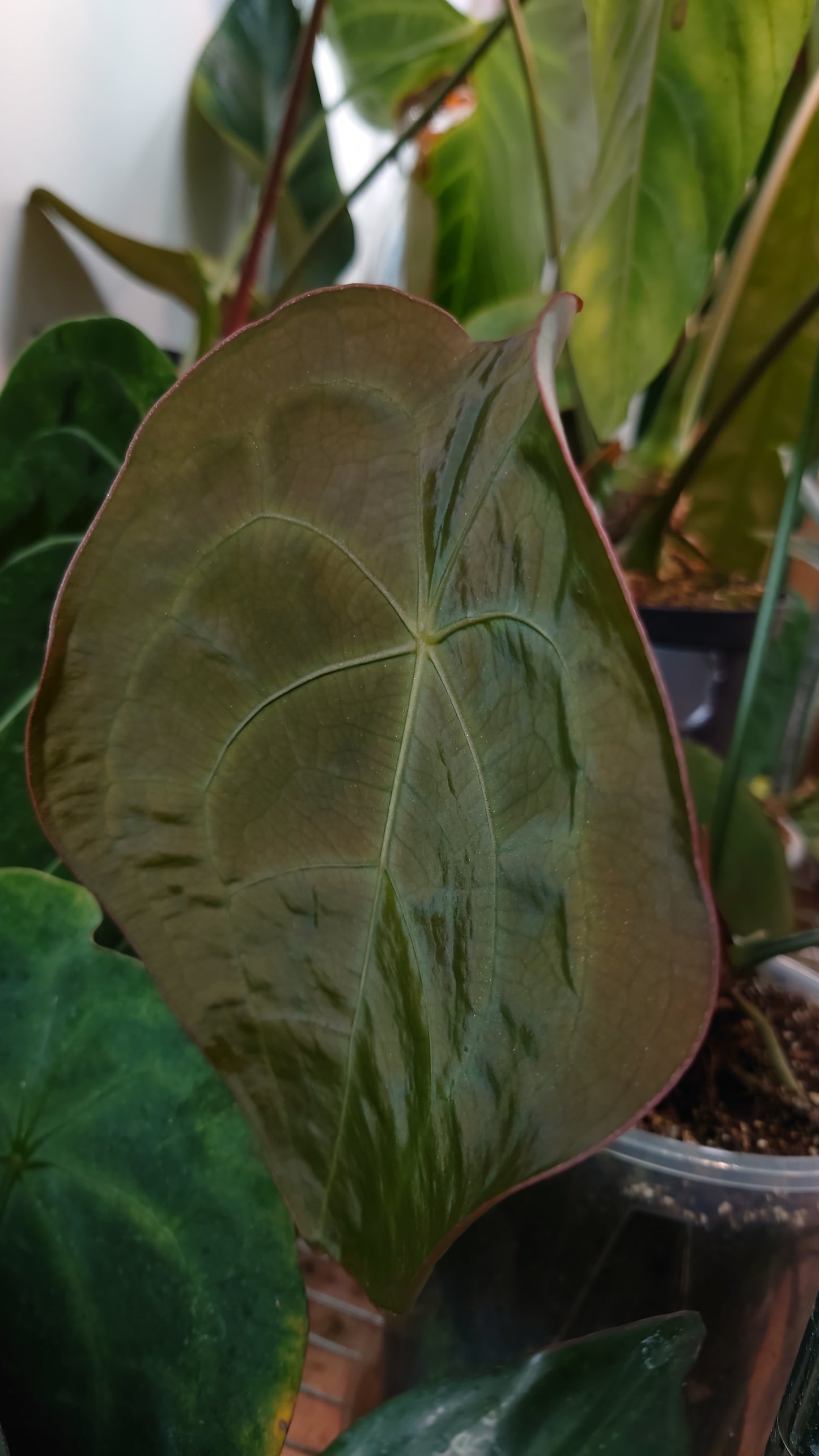 Anthurium (Carlablackiae x Dressleri Rio Guanche) x Mr Worldwide OR Forgetii Dark OR Papillilaminum Daniel