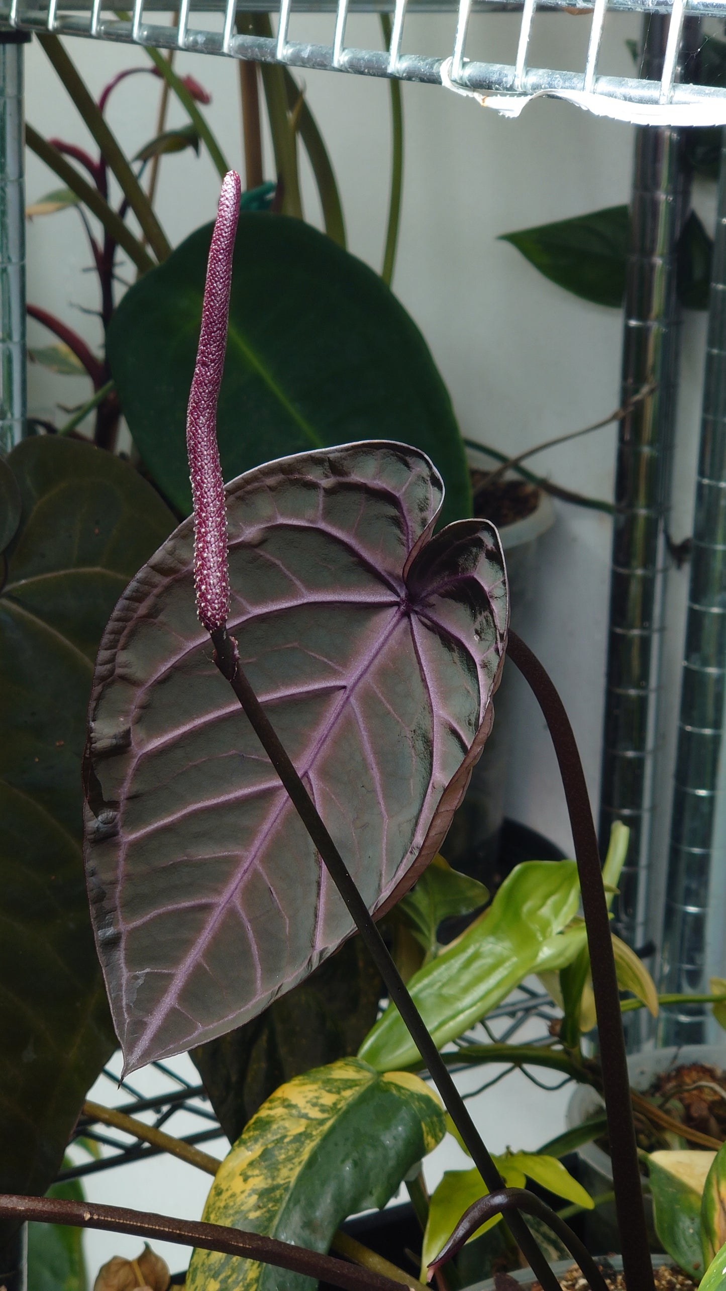 Anthurium Doc Block 'Zara' x 'Michelle' Selected Dark Form x Besseae aff. 'Black Pillow'