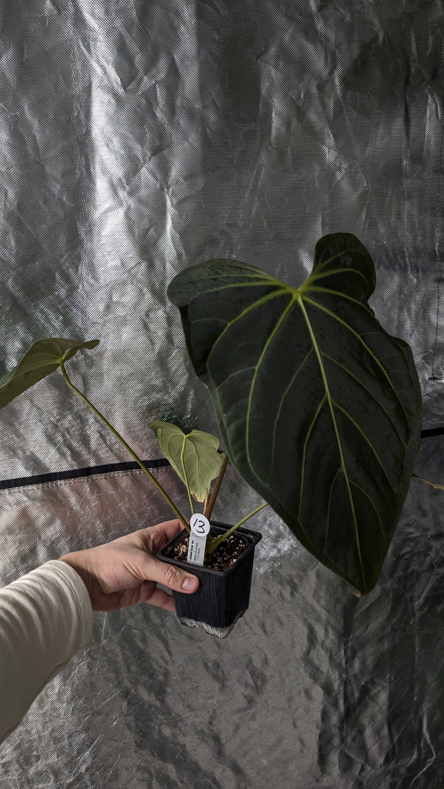 Anthurium Regale 'Dream Catcher' x Mr. Worldwide