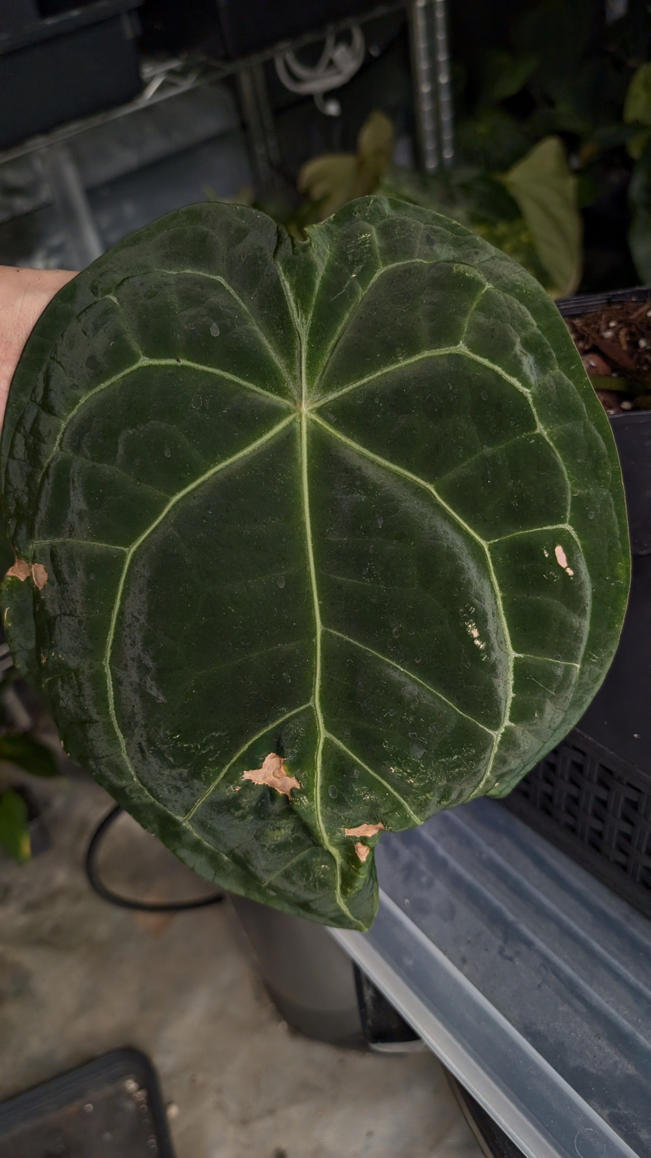 Anthurium Doc Block Zara x Michelle 'selected dark form' x