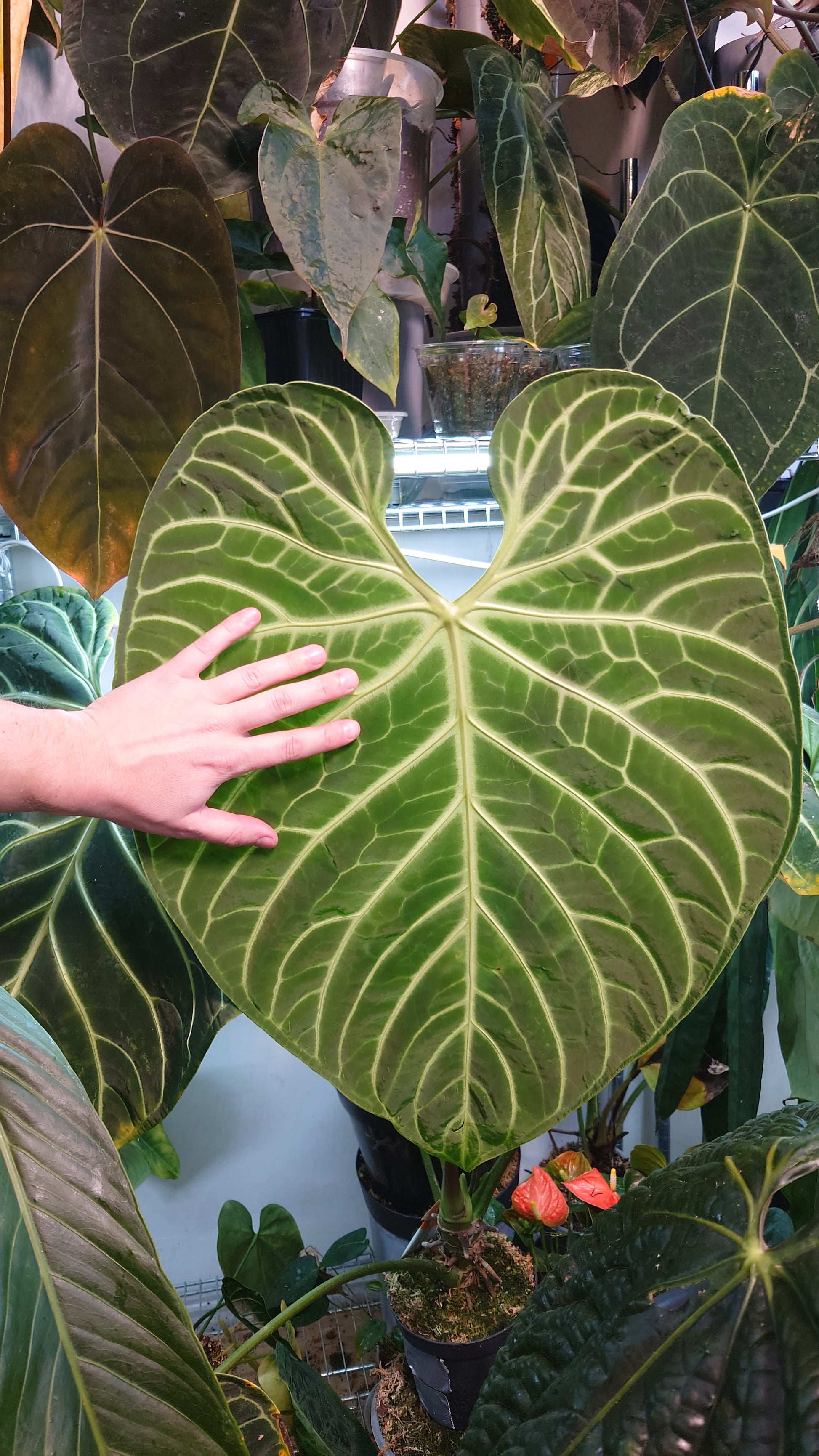 anthurium regale chonk Anthurium Regale 'Dream Catcher' x 'Silver Shield' – Curious Plants