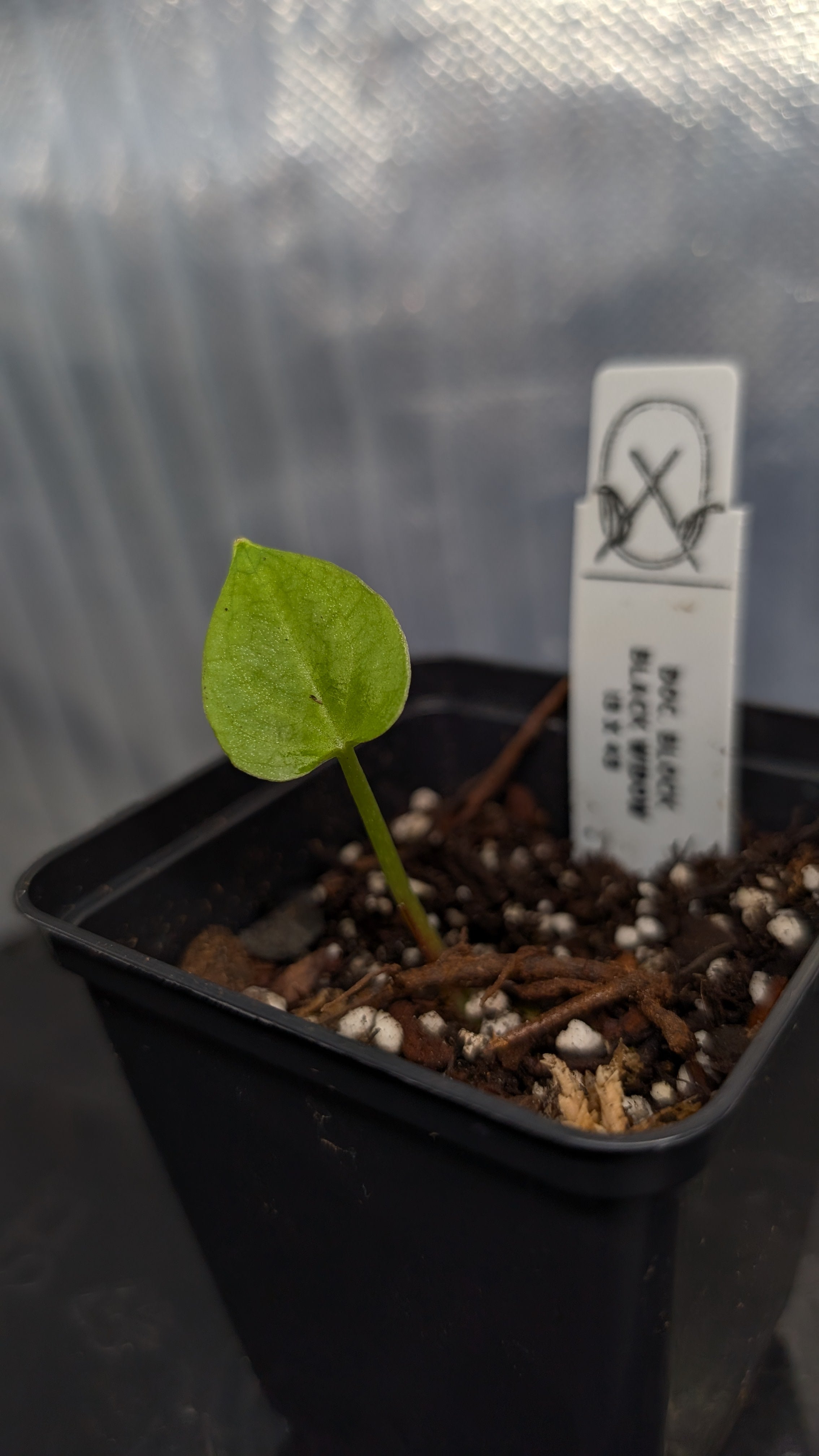 Anthurium Black Widow 13 x 43 clone – Curious Plants