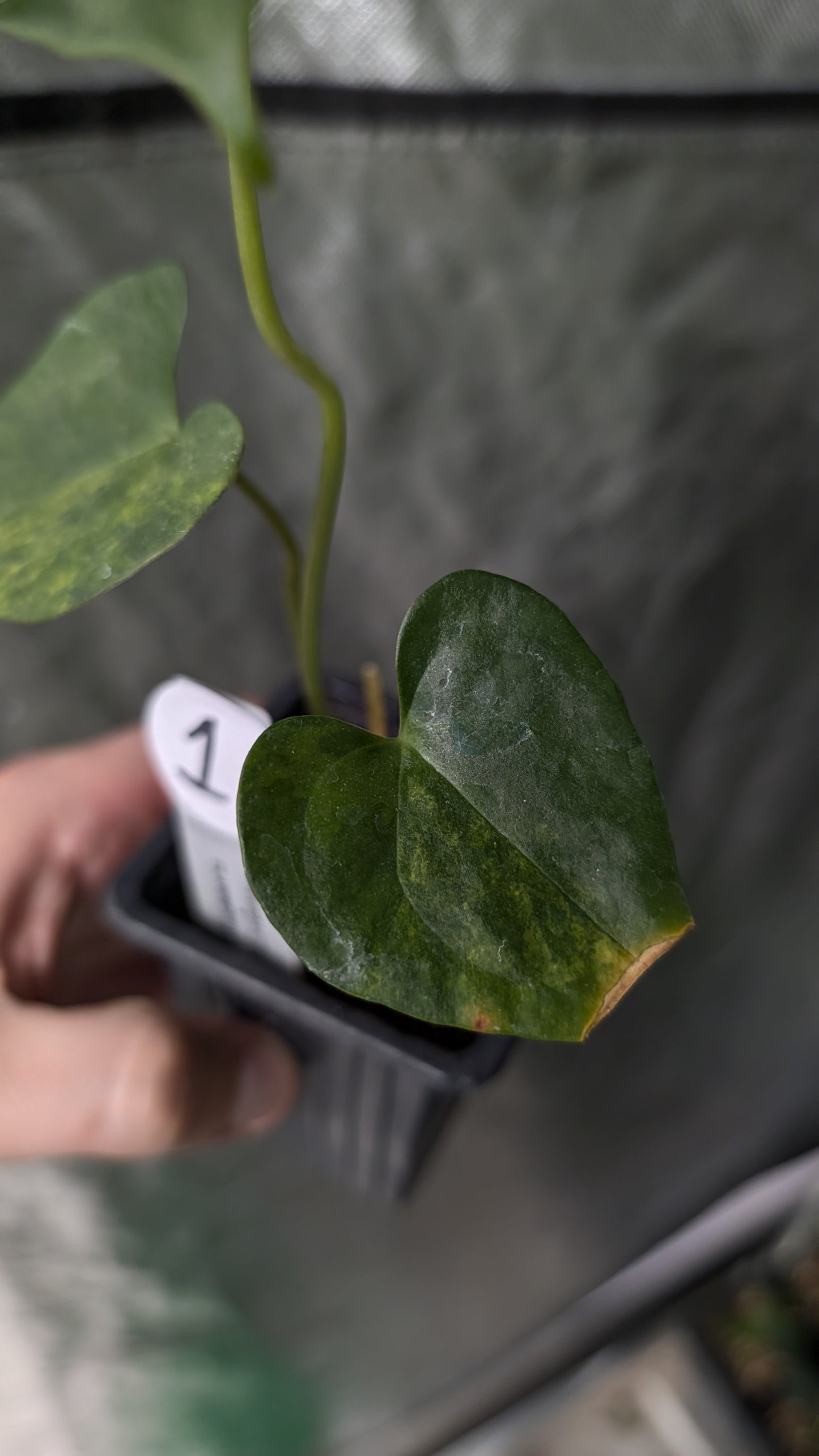 Variegated Anthurium Pterodactyl variegata x Clarinervium