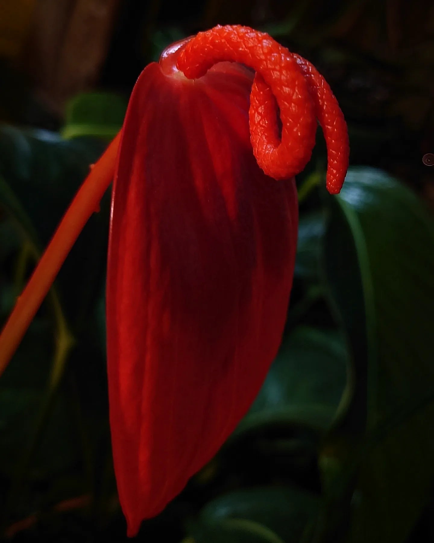 Anthurium Scherzerianum x Wendlingeri