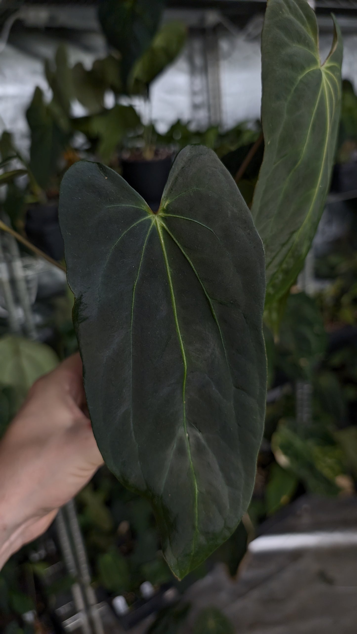 Anthurium Besseae aff 'Black Pillow' x Papillilaminum 'Fort Sherman'