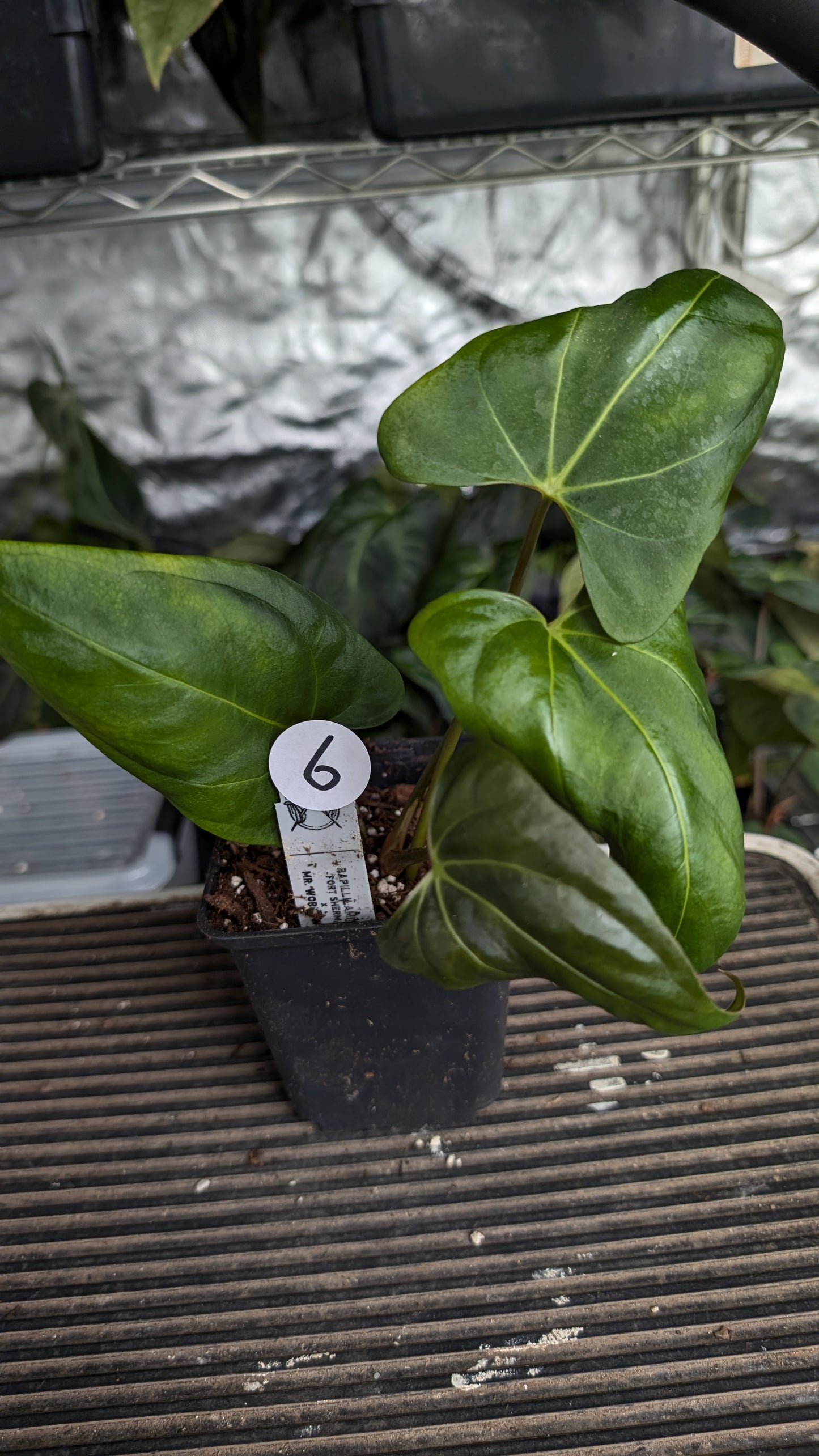 Anthurium Papillilaminum 'Fort Sherman' x Mr. Worldwide