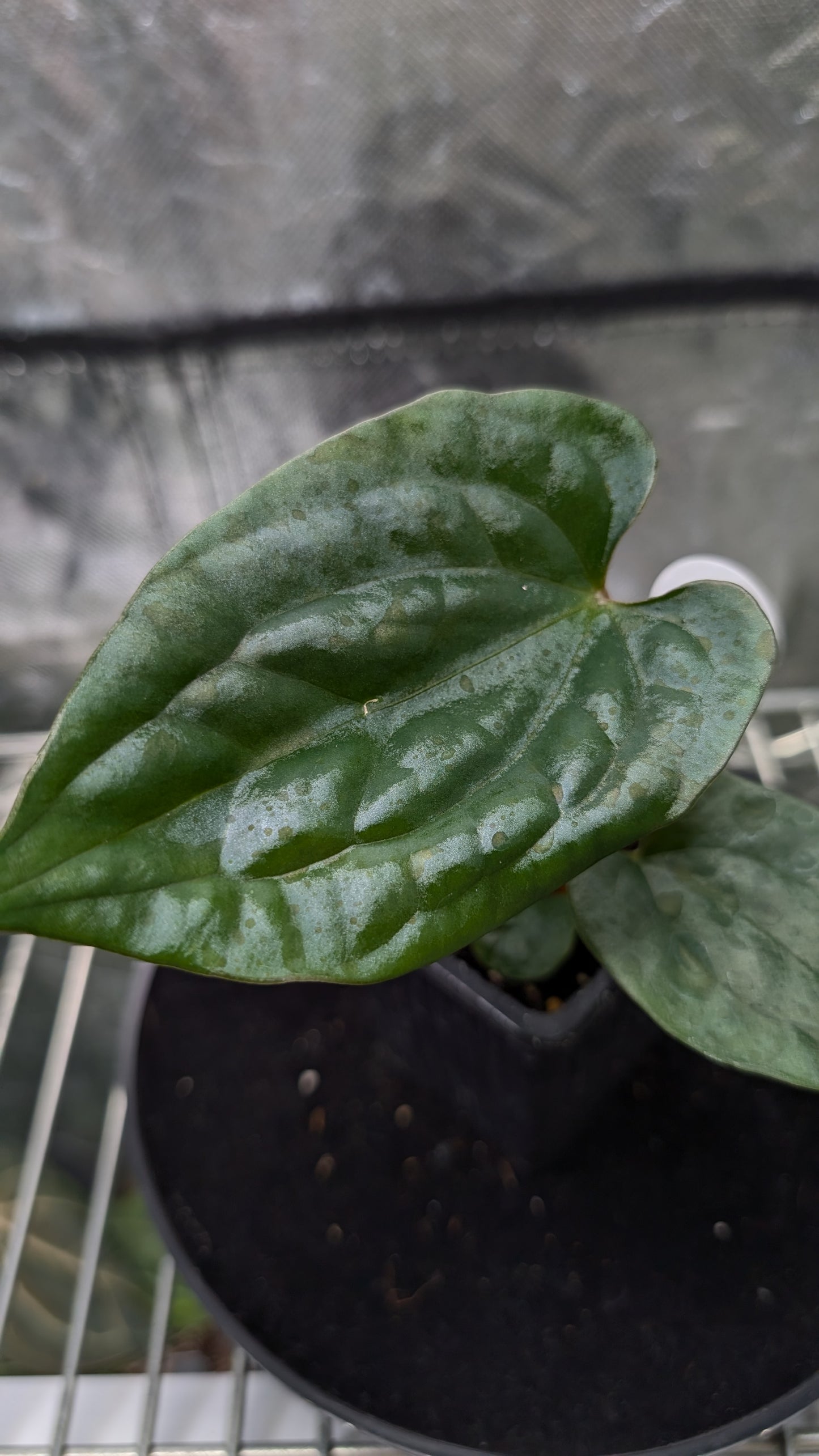 Anthurium 'Ace of Spagetii' x Luxurians