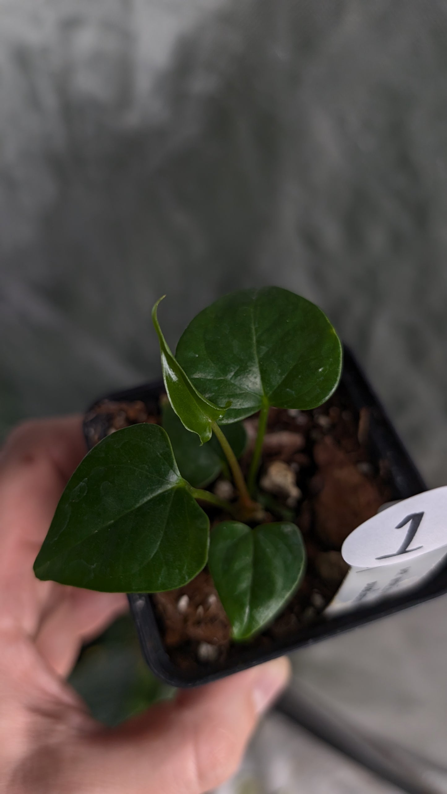 Anthurium 'Mr Worldwide' x Diabloense