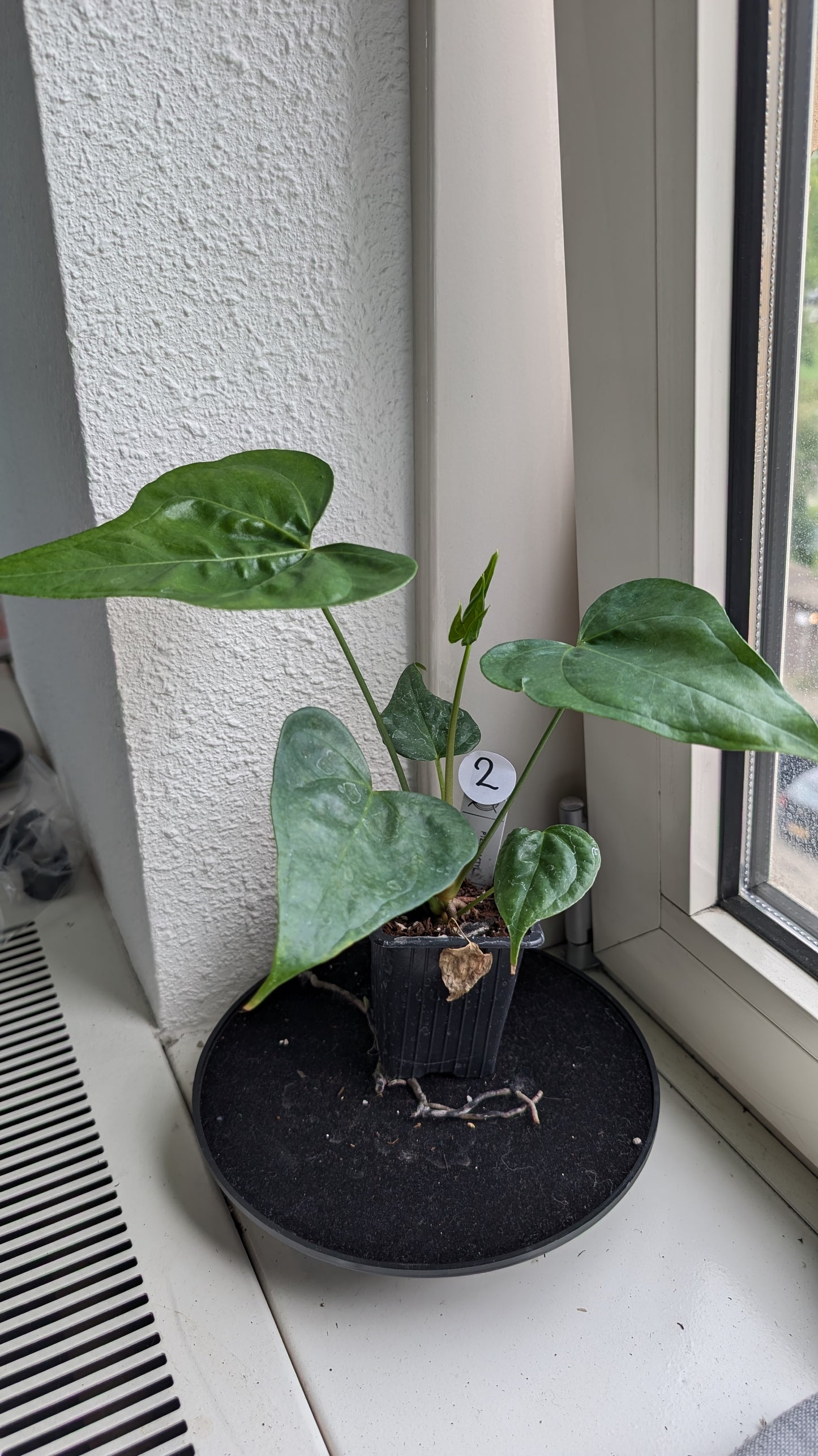 Anthurium Pterodactyl x self