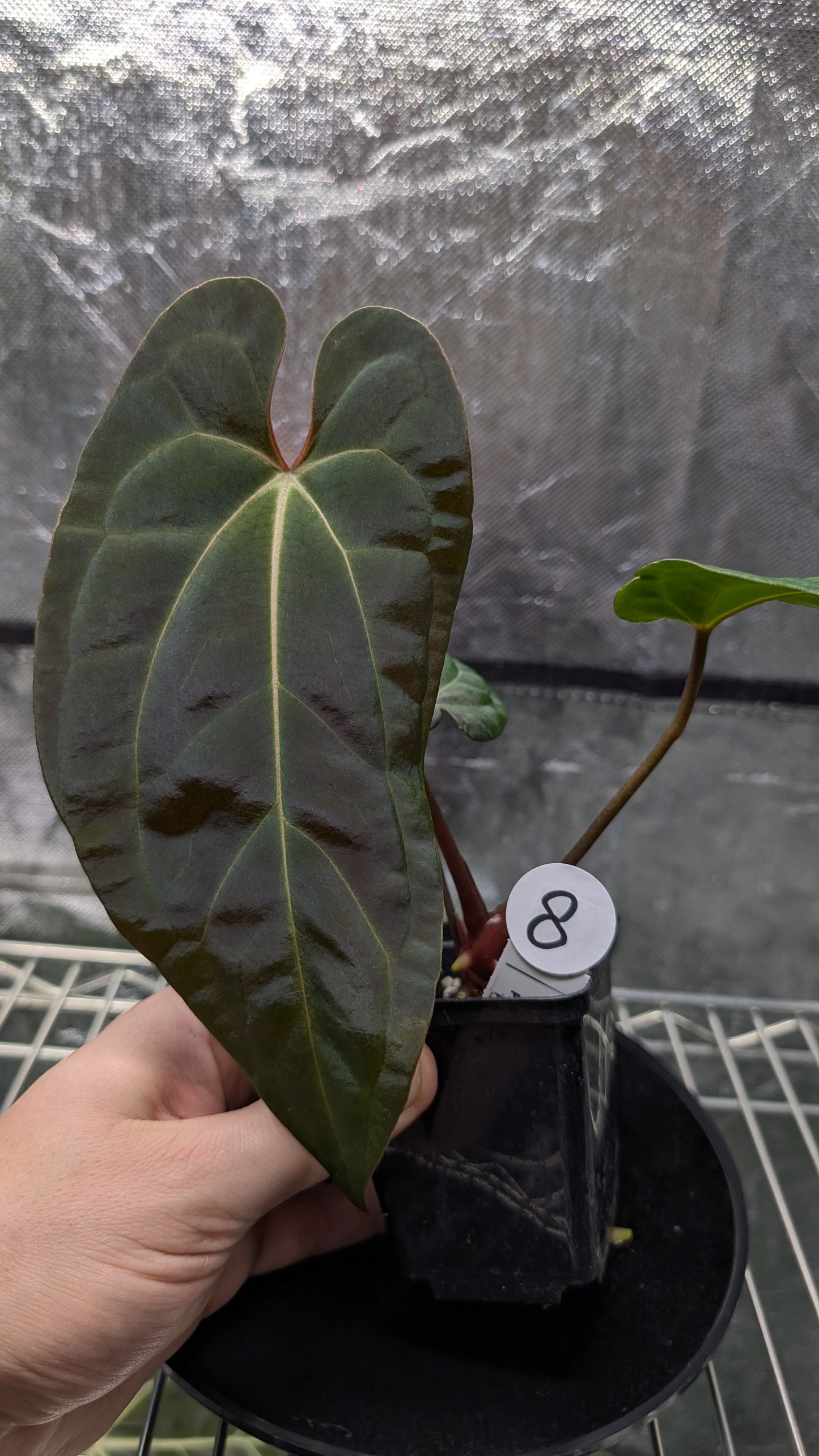 Anthurium Besseae aff 'Black Pillow' x Papillilaminum 'Fort Sherman' seedlings