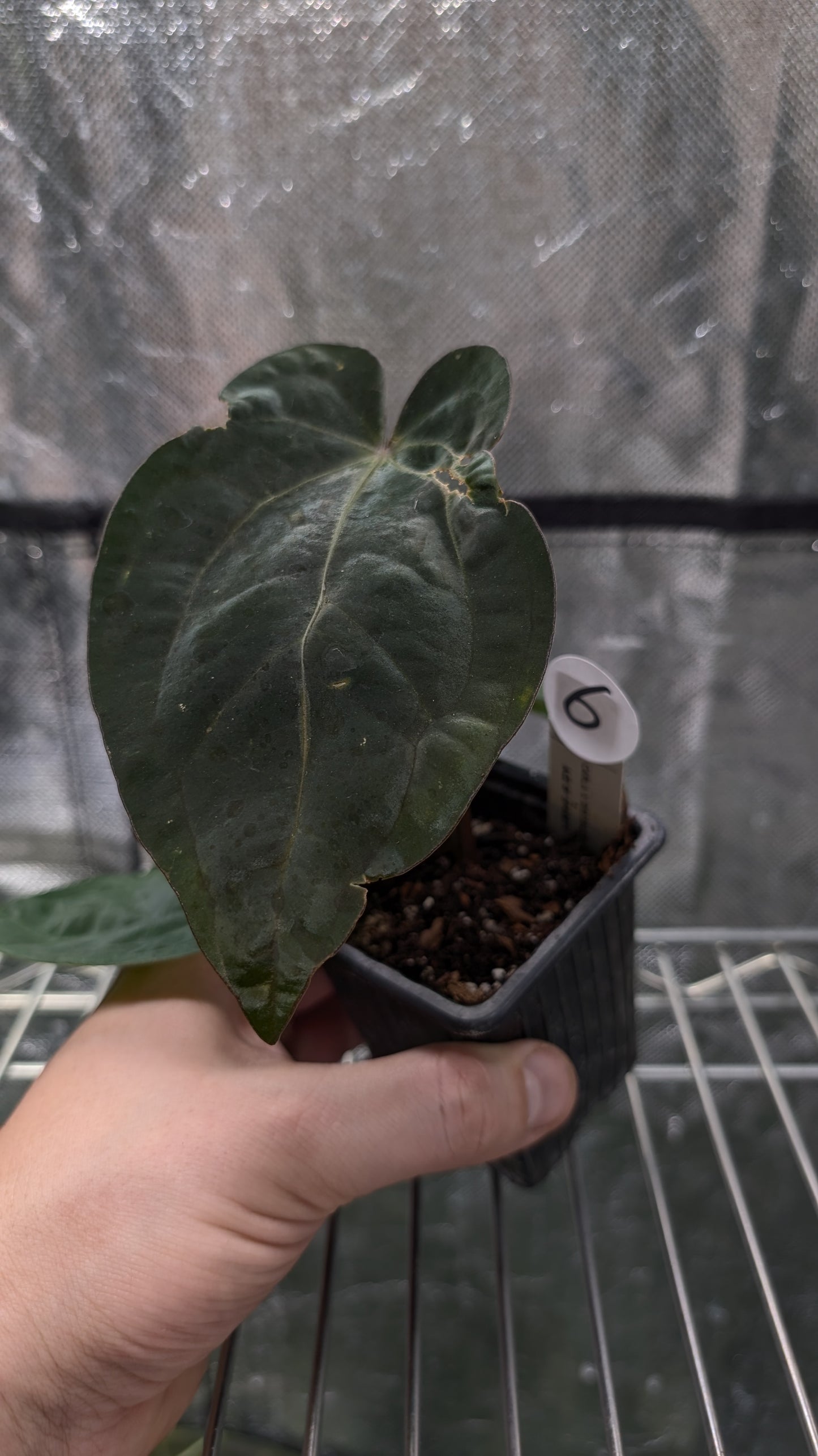 Anthurium (Carlablackiae x Dressleri Rio Guanche) X 'Ace of Spagetii'