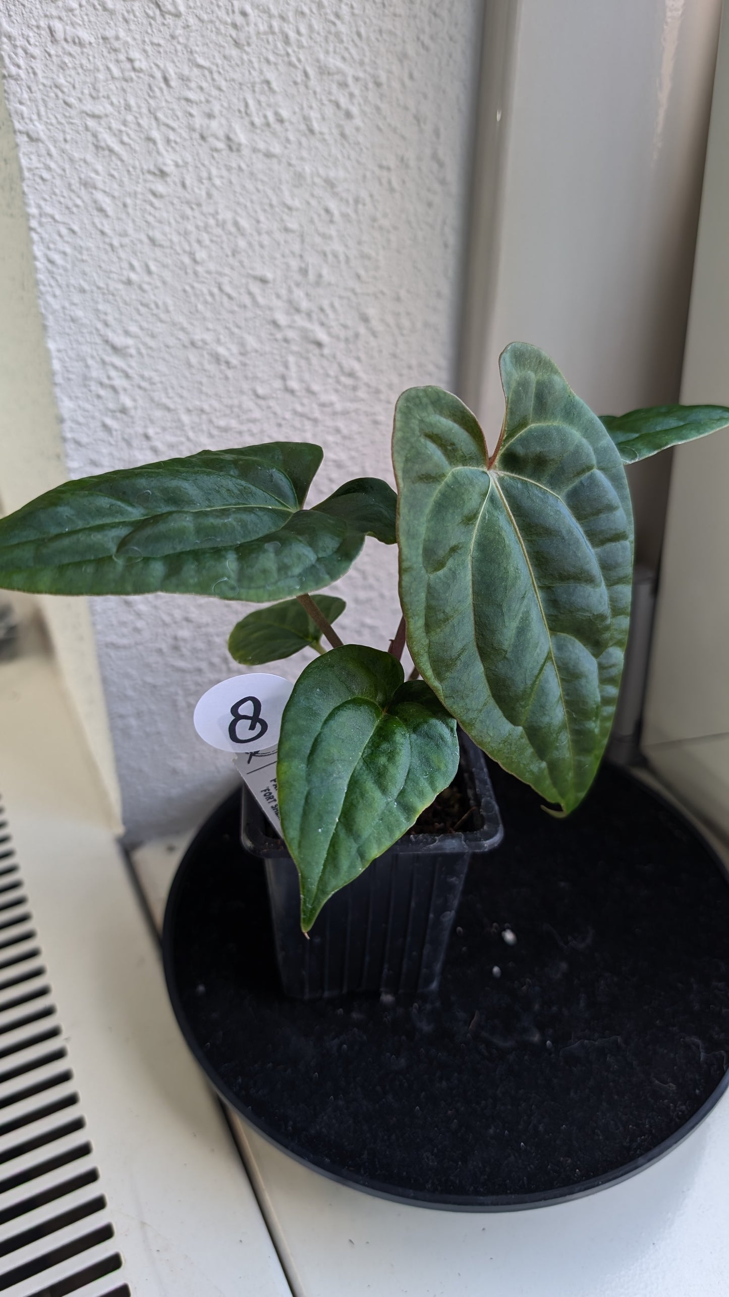 Anthurium Besseae aff 'Black Pillow' x Papillilaminum 'Fort Sherman' seedlings