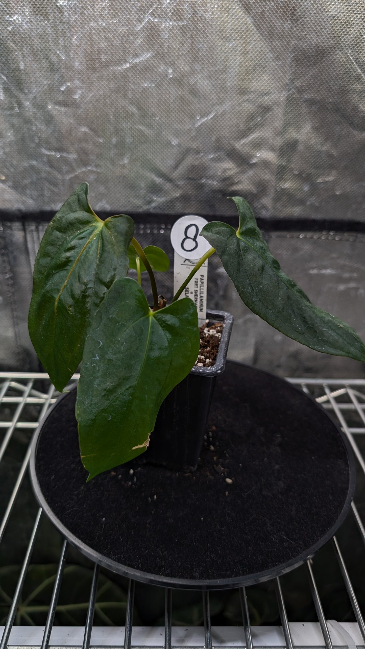 Anthurium Papillilaminum 'Fort Sherman'