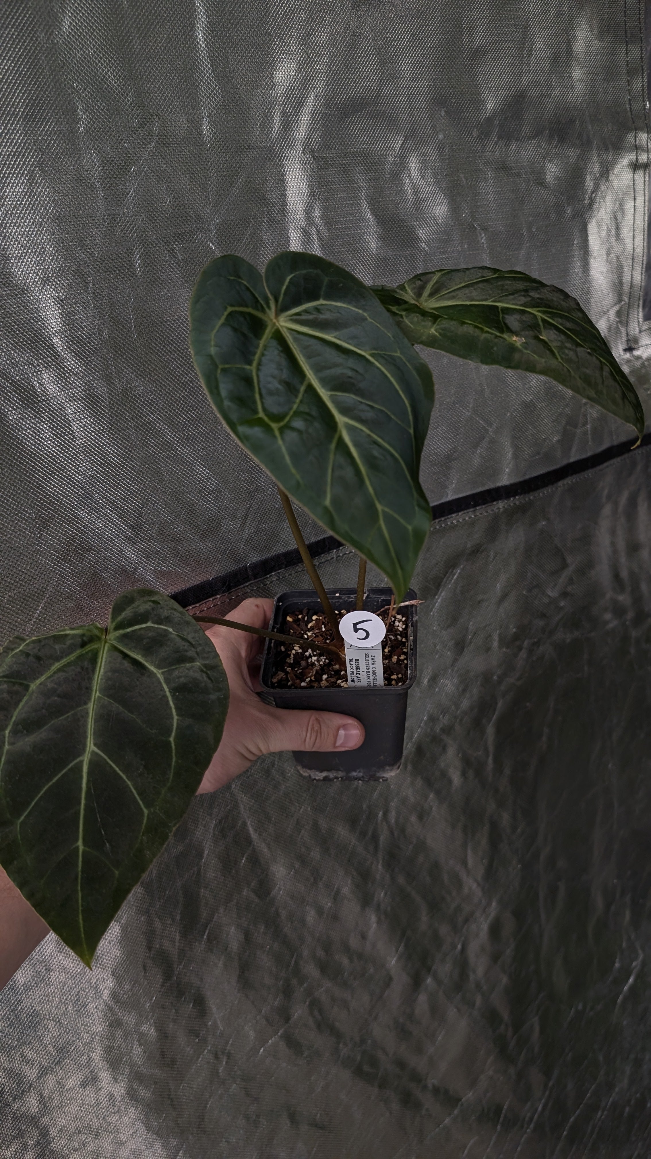 Anthurium Doc Block Zara x Michelle 'Selected Dark Form' x Besseae