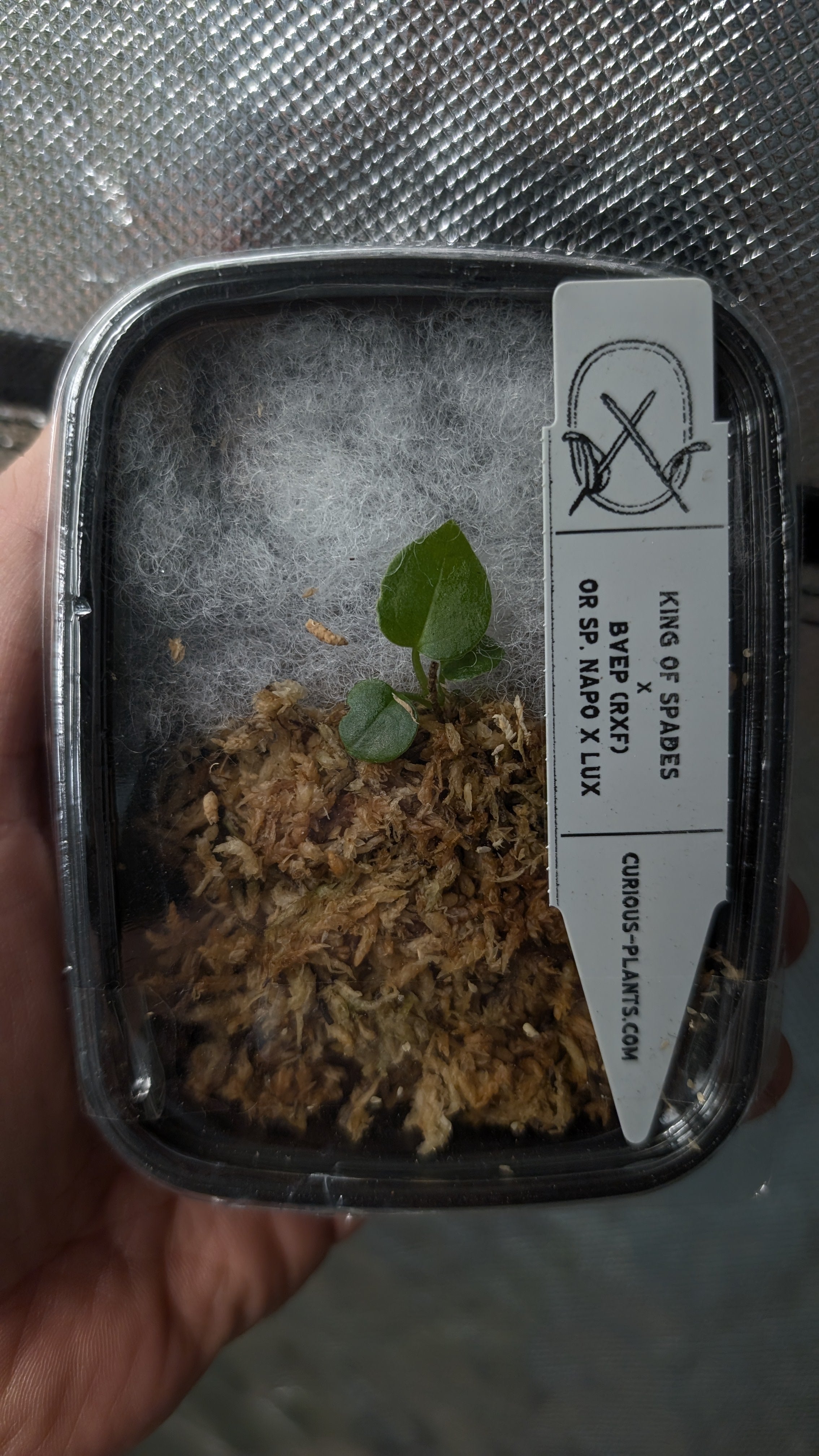 Anthurium King of Spades x BVEP (RxF) or (Sp. Napo x Luxurians