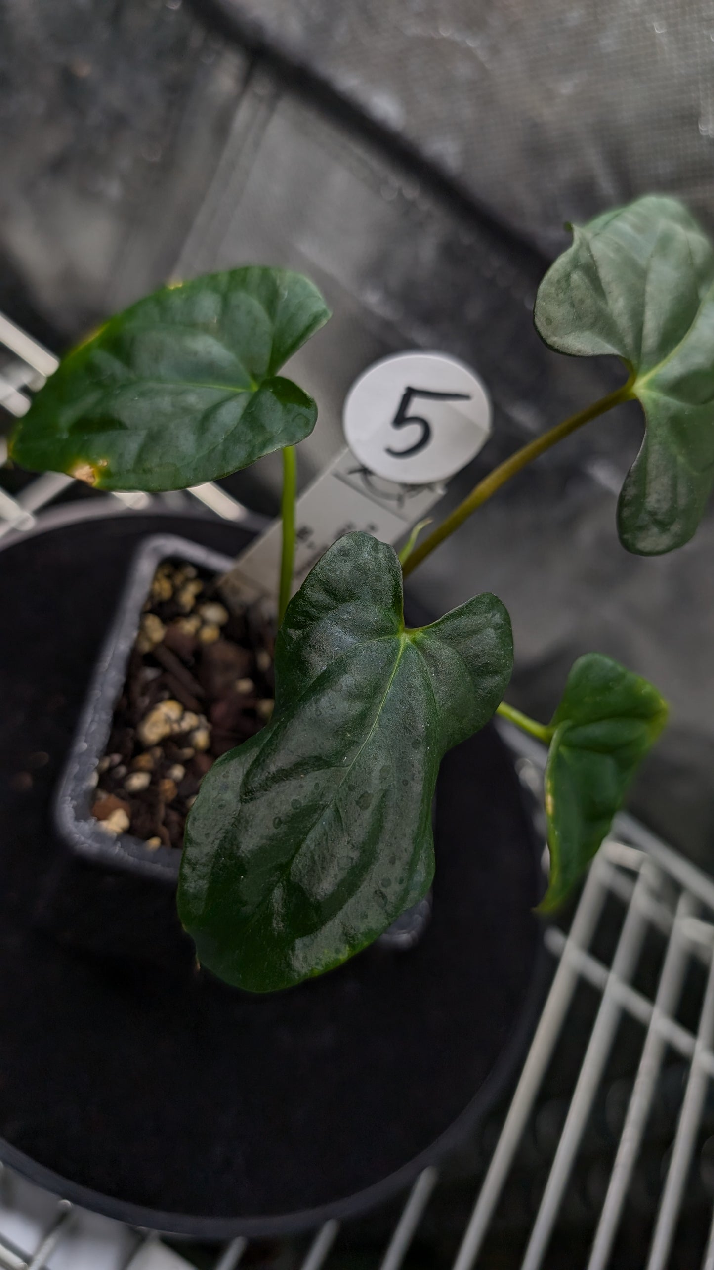 Anthurium Papillilaminum 'Fort Sherman'