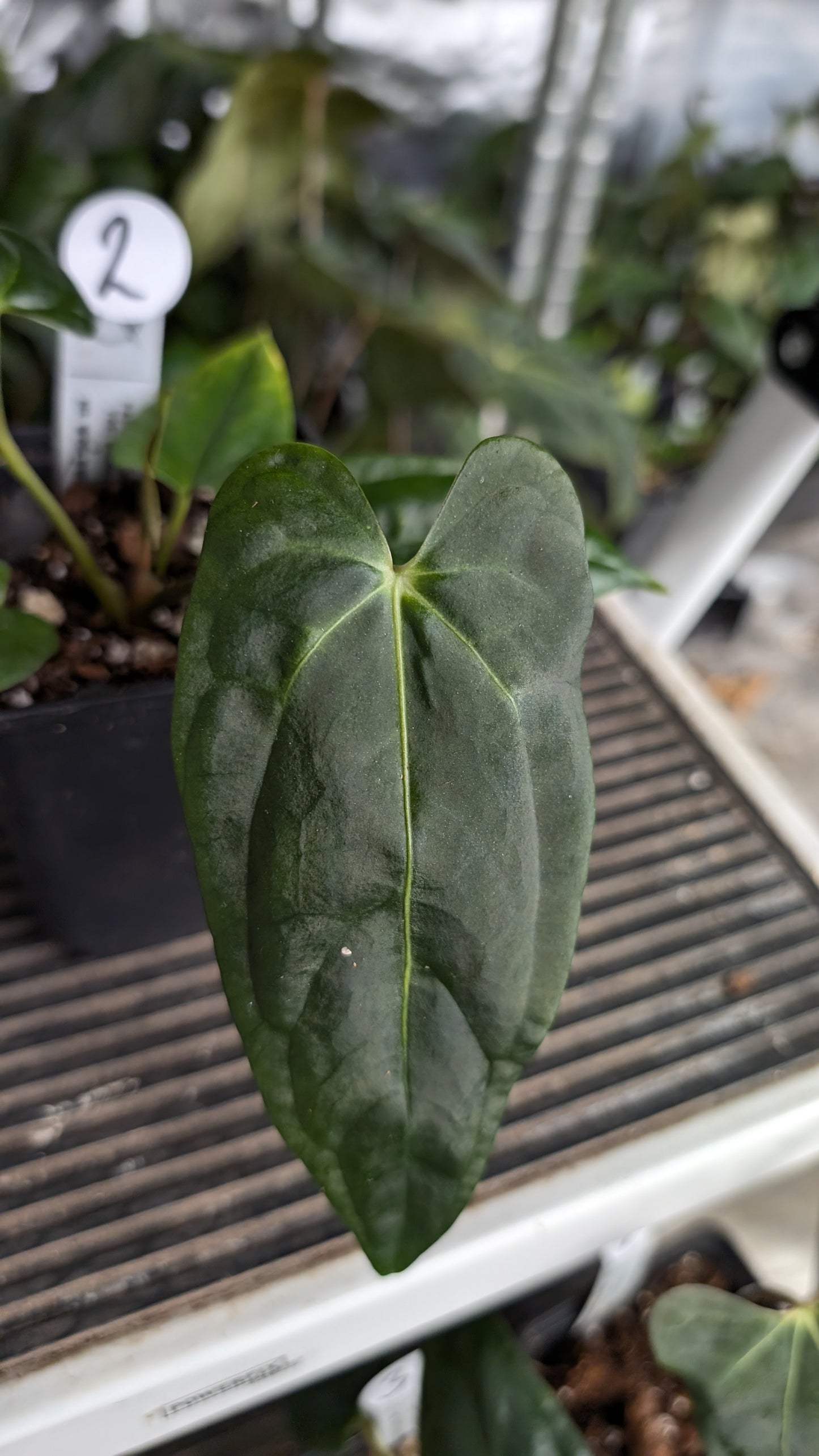 Anthurium Papillilaminum 'Fort Sherman' x Mr. Worldwide