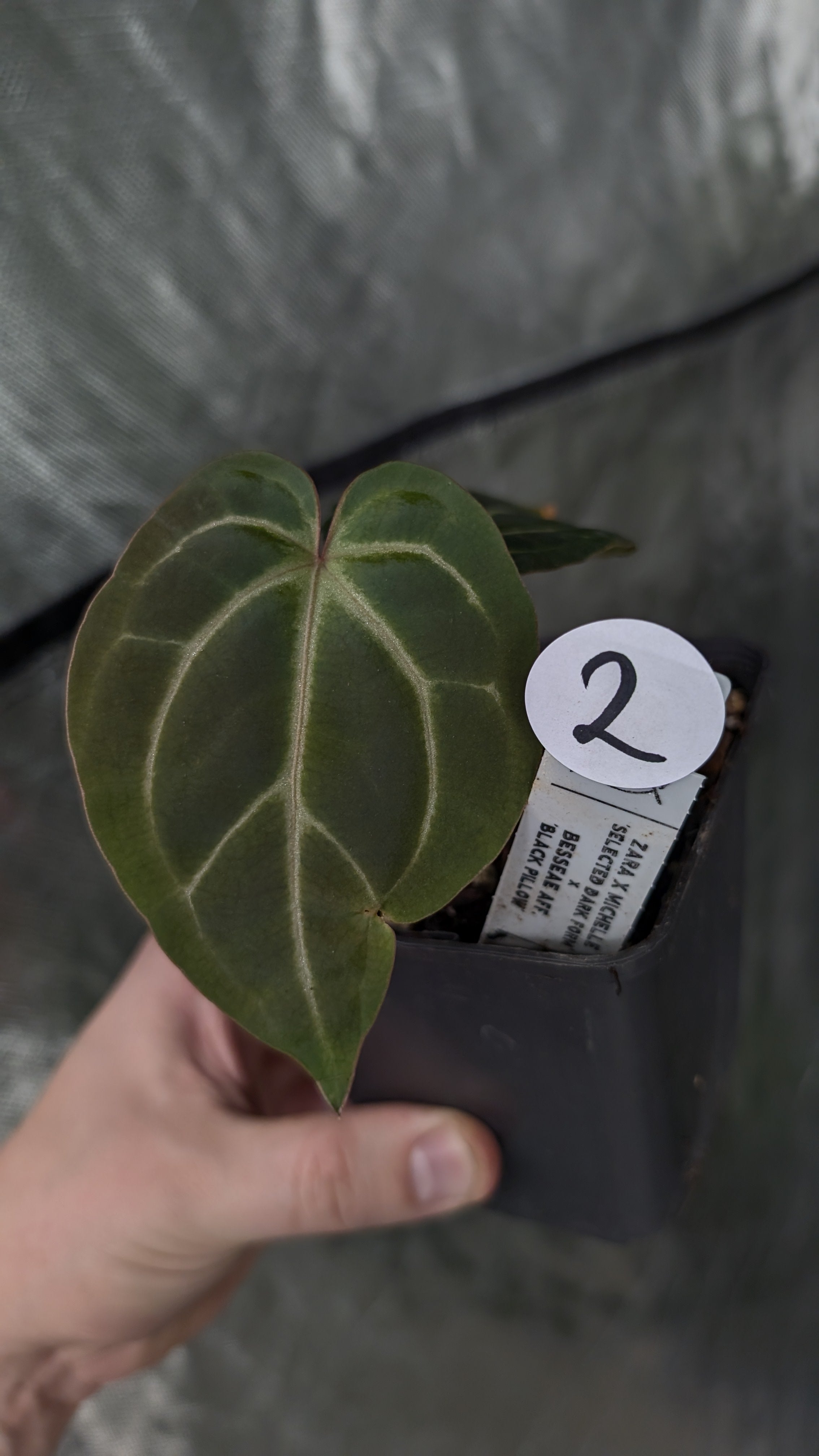 Anthurium Doc Block Zara x Michelle 'Selected Dark Form' x Besseae