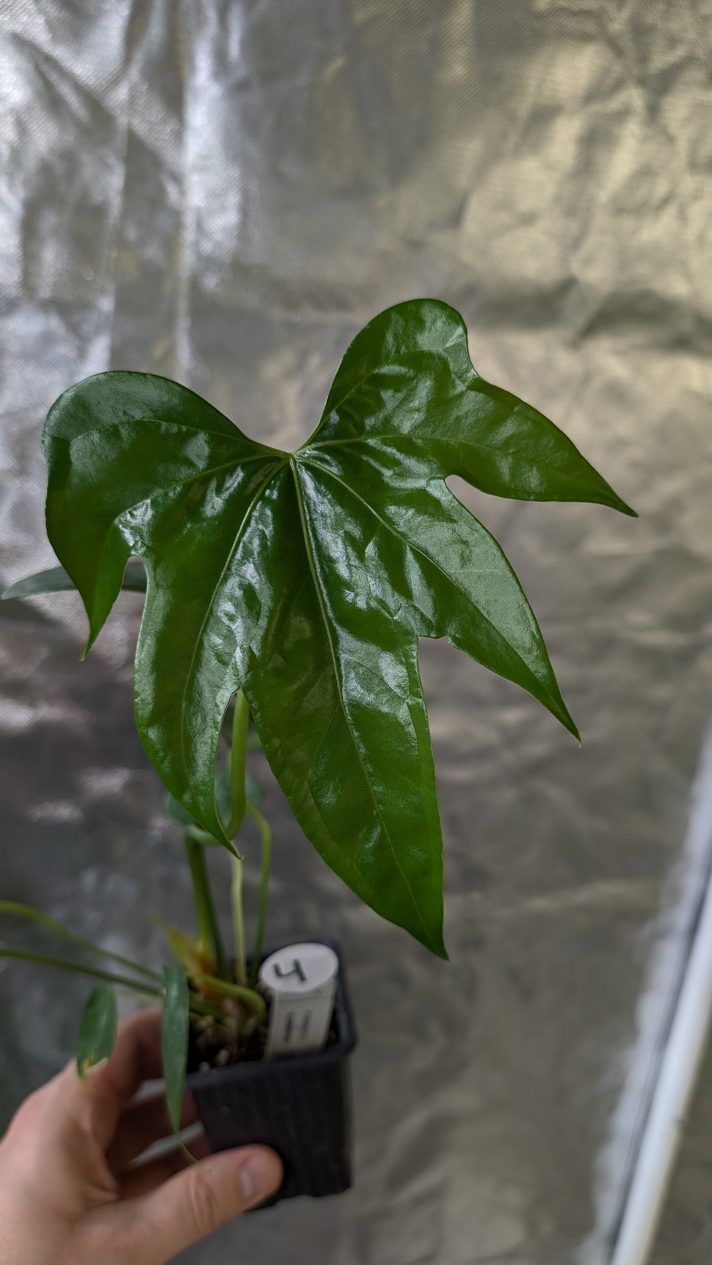 Anthurium Pterodactyl x self