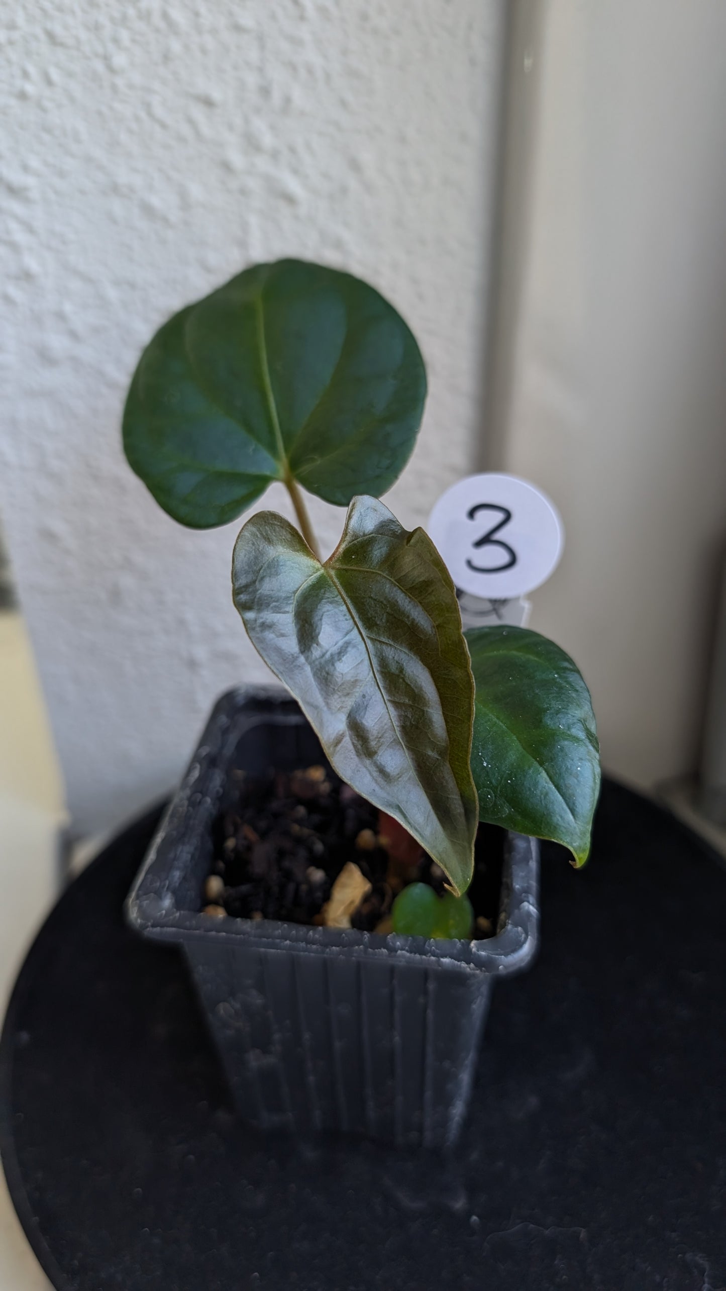Anthurium Besseae aff 'Black Pillow' x Papillilaminum 'Fort Sherman' seedlings