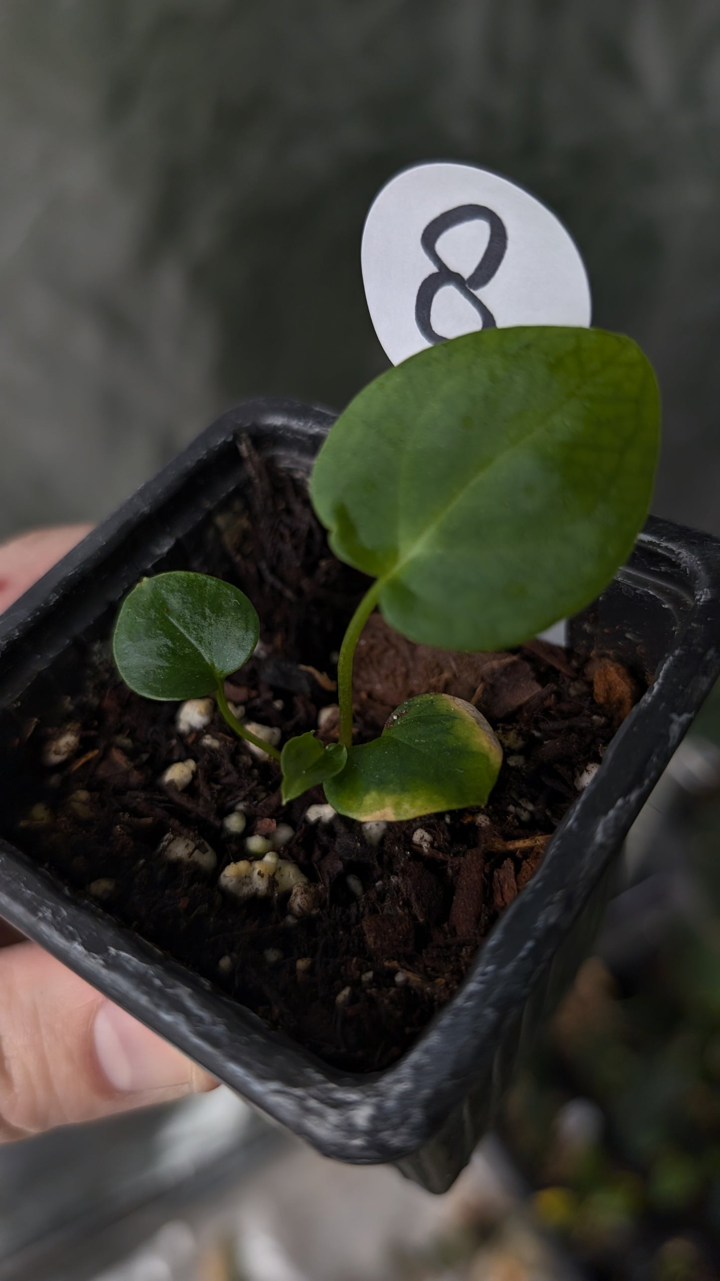 Anthurium [Carlablackiae x Dressleri Rio Guanche x Mr. Worldwide] x [Ace of Spagetii x Mr Worldwide]