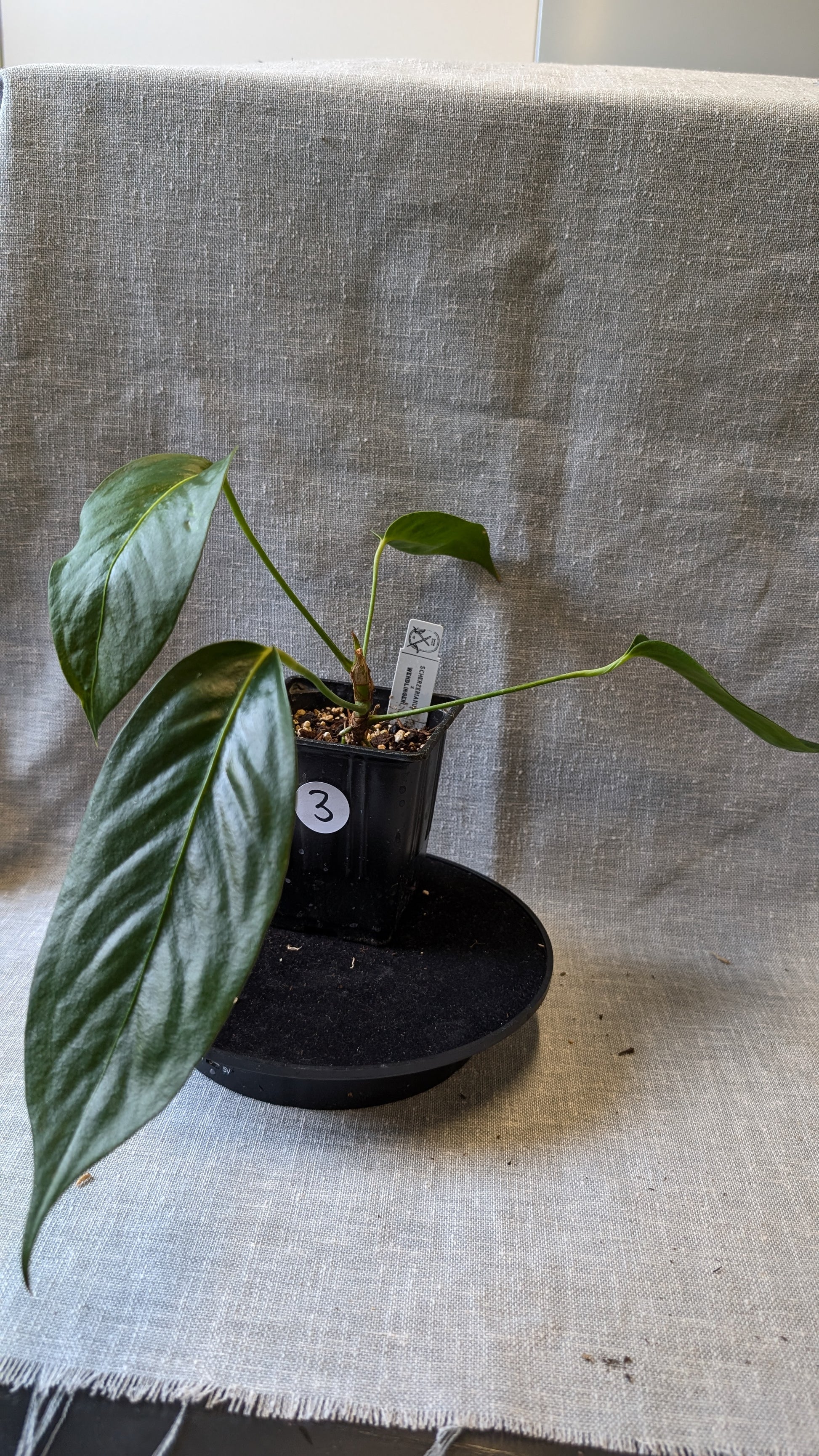anthurium wendlingeri x scherzerianum Anthurium Scherzerianum x Wendlingeri – Curious Plants
