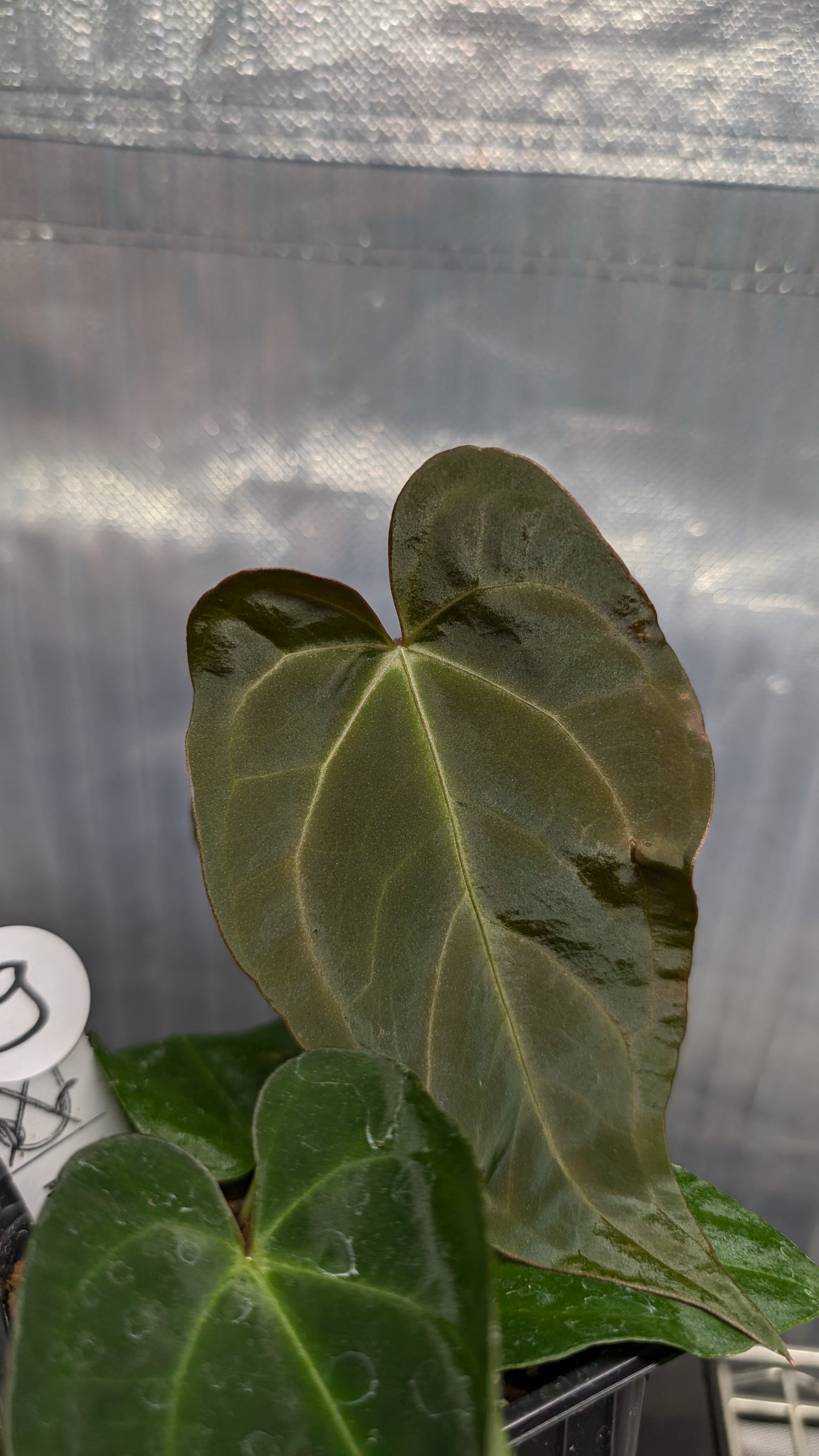 Anthurium Silver Blush Mint variegated x Papillilaminum 'Daniel'