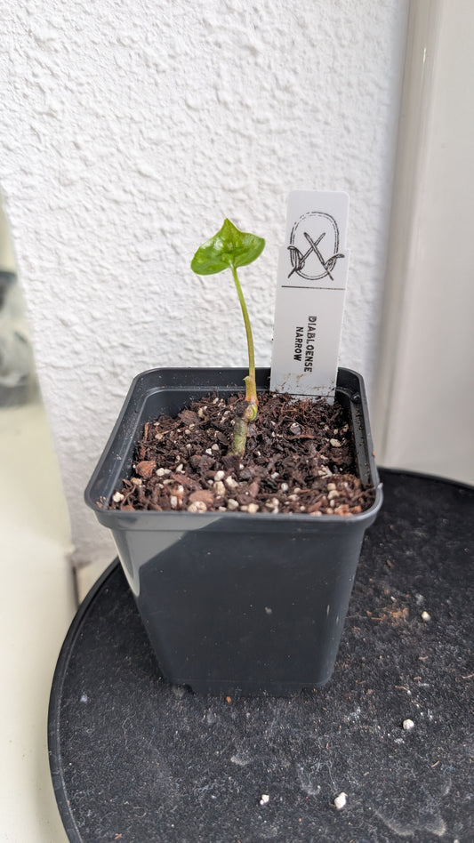 Anthurium Diabloense clone