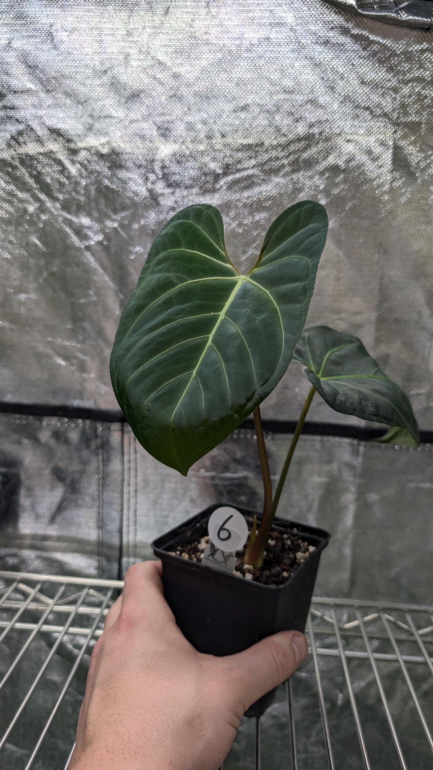 Anthurium Regale 'Dream Catcher' x Mr. Worldwide