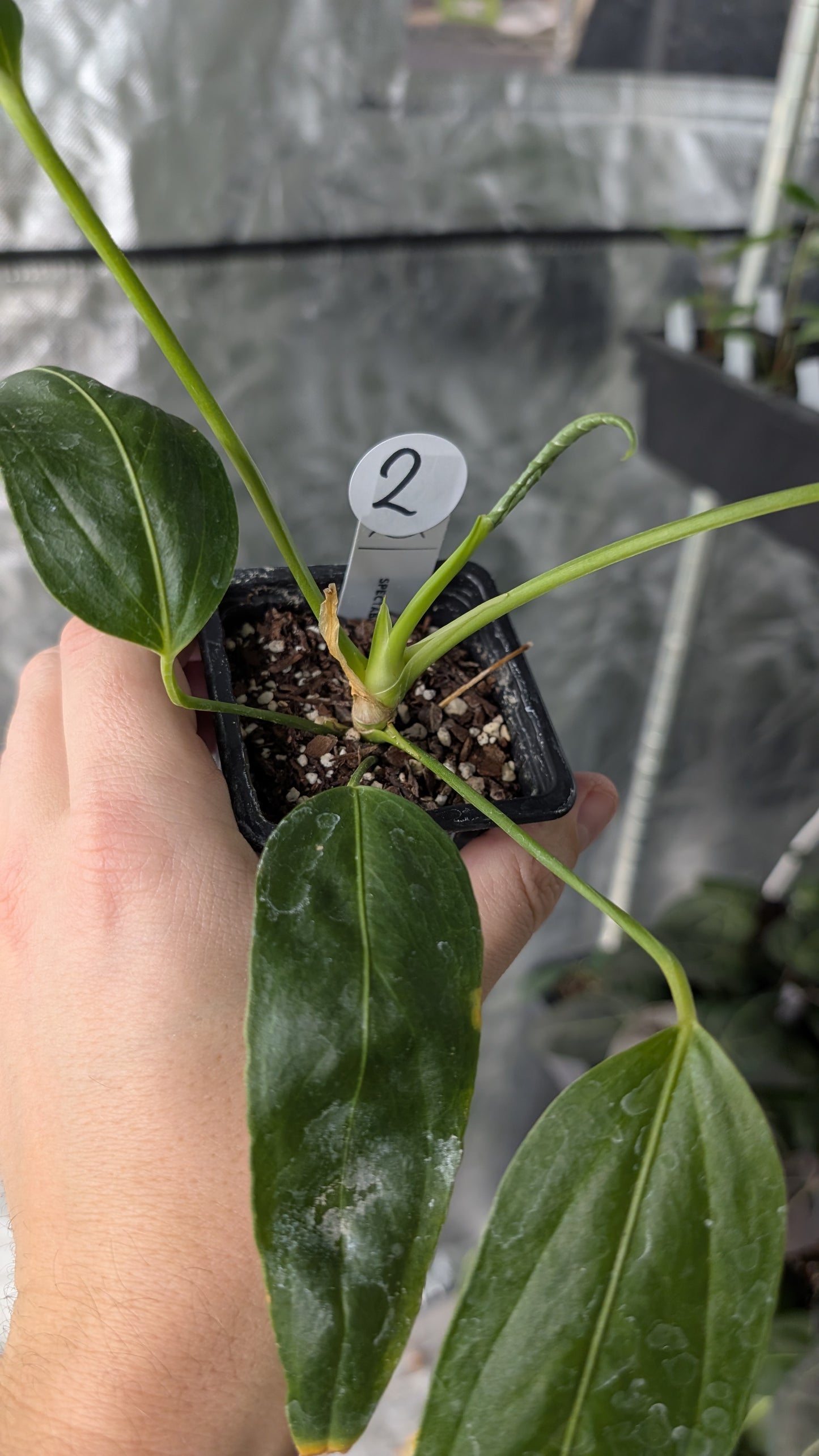 Anthurium Spectabile