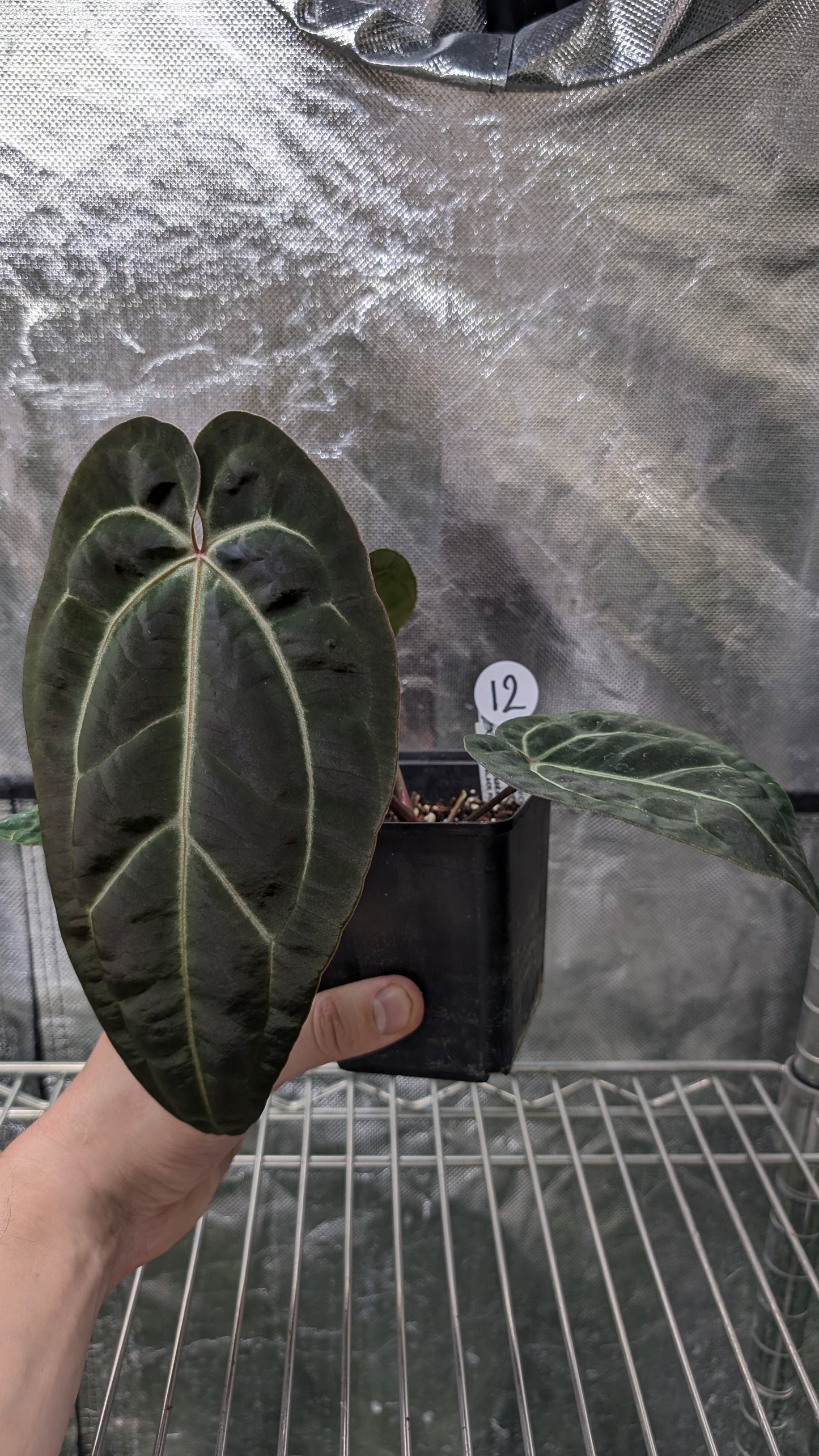 Anthurium Doc Block Zara x Michelle 'Selected Dark Form' x Besseae aff. 'Black Pillow'