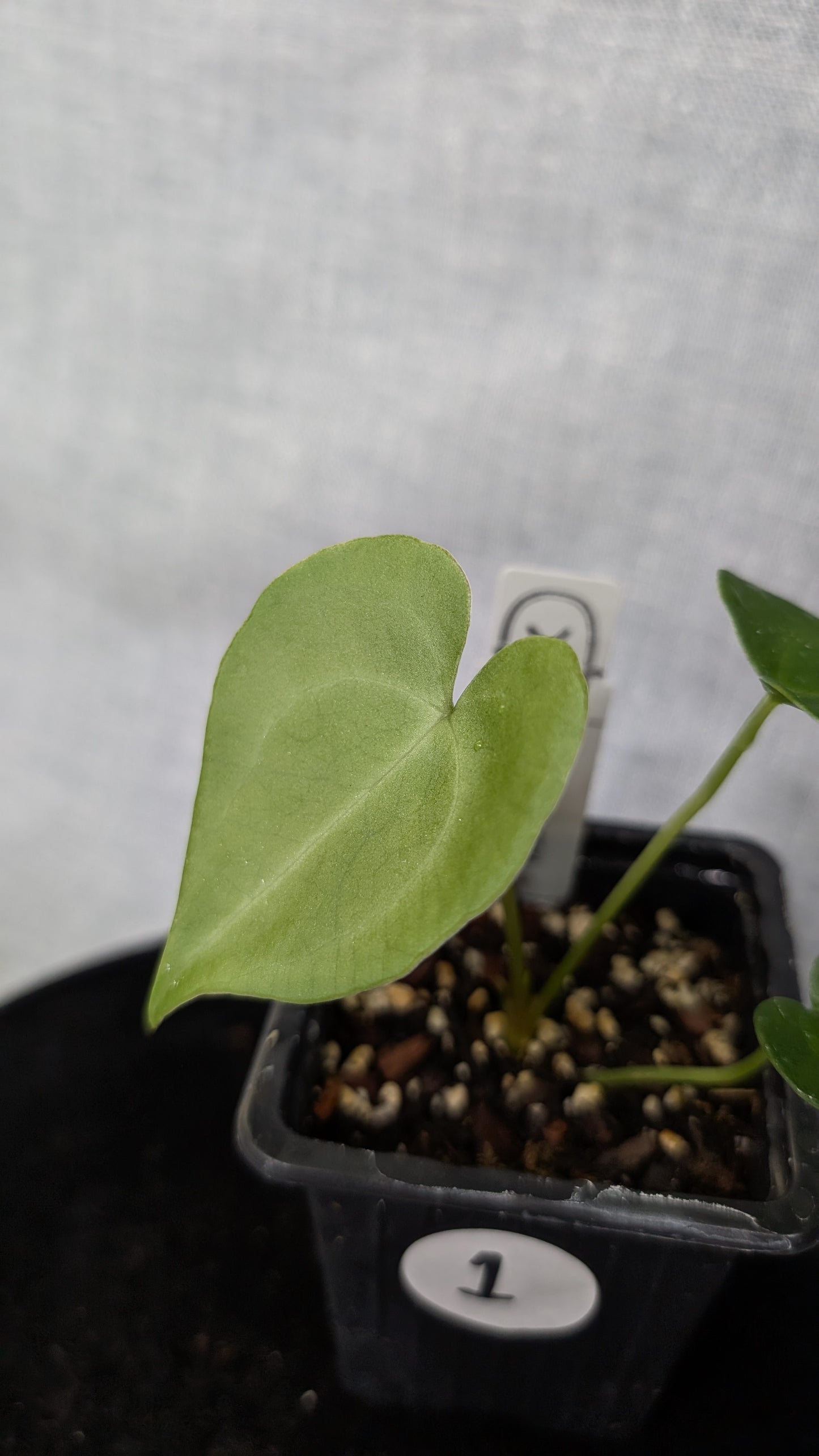 Anthurium Pterodactyl variegata x Clarinervium (or x self)