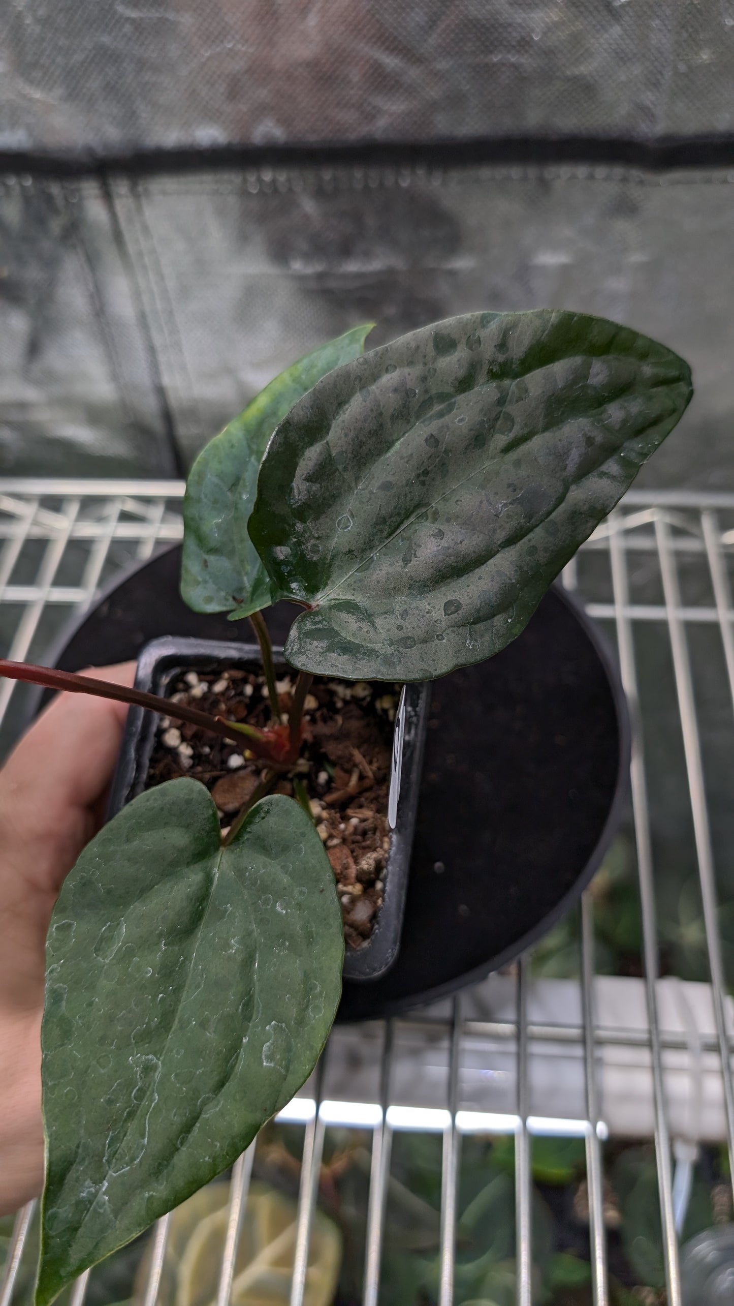 Anthurium 'Ace of Spagetii' x Luxurians