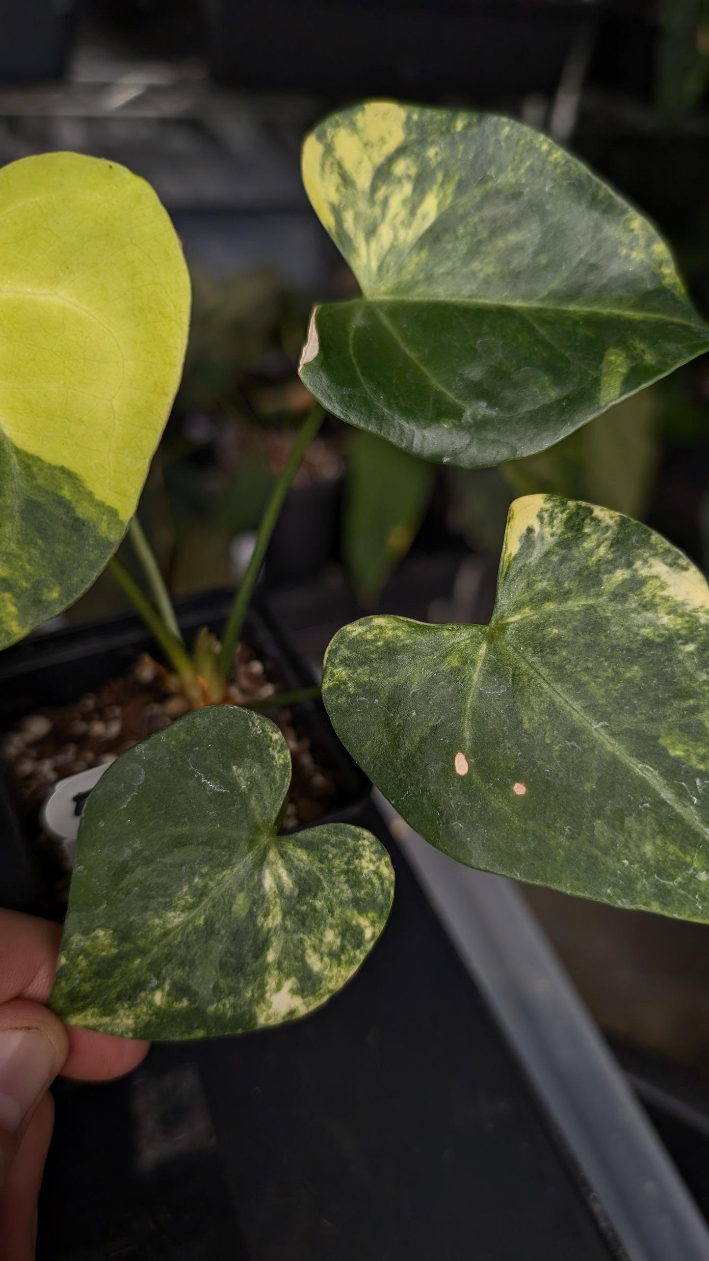 Variegated Anthurium Pterodactyl variegata x Clarinervium