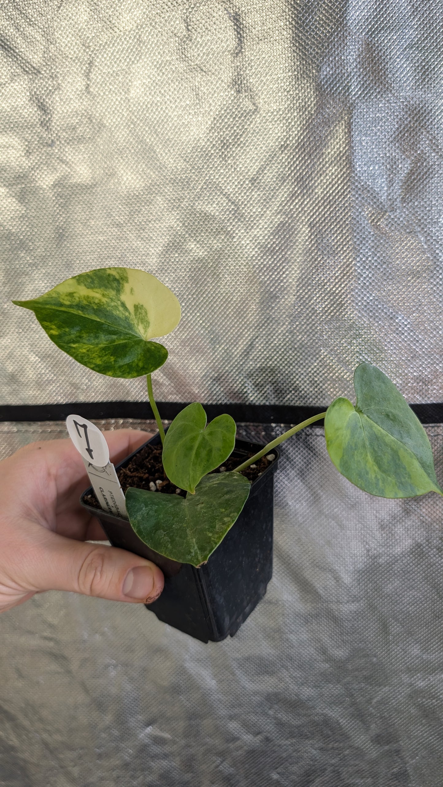 Variegated Anthurium Pterodactyl variegata x Clarinervium
