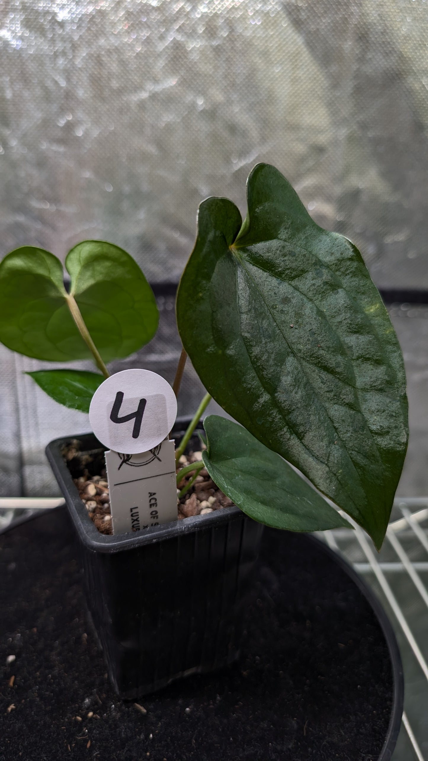 Anthurium 'Ace of Spagetii' x Luxurians