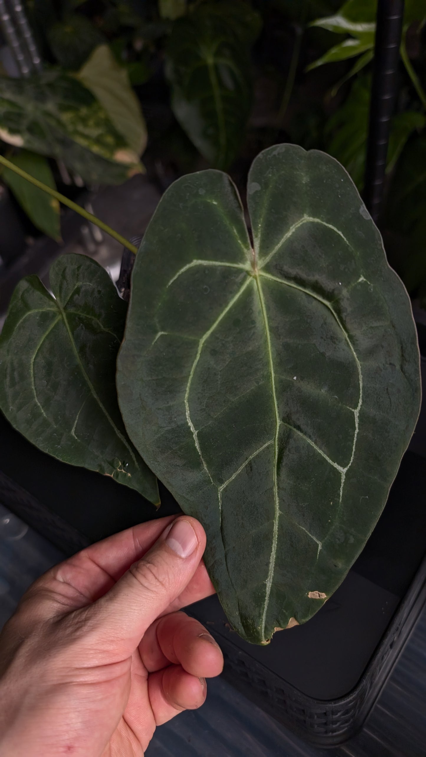 Anthurium Doc Block Zara x Michelle 'selected dark form' x Forgetii Dark