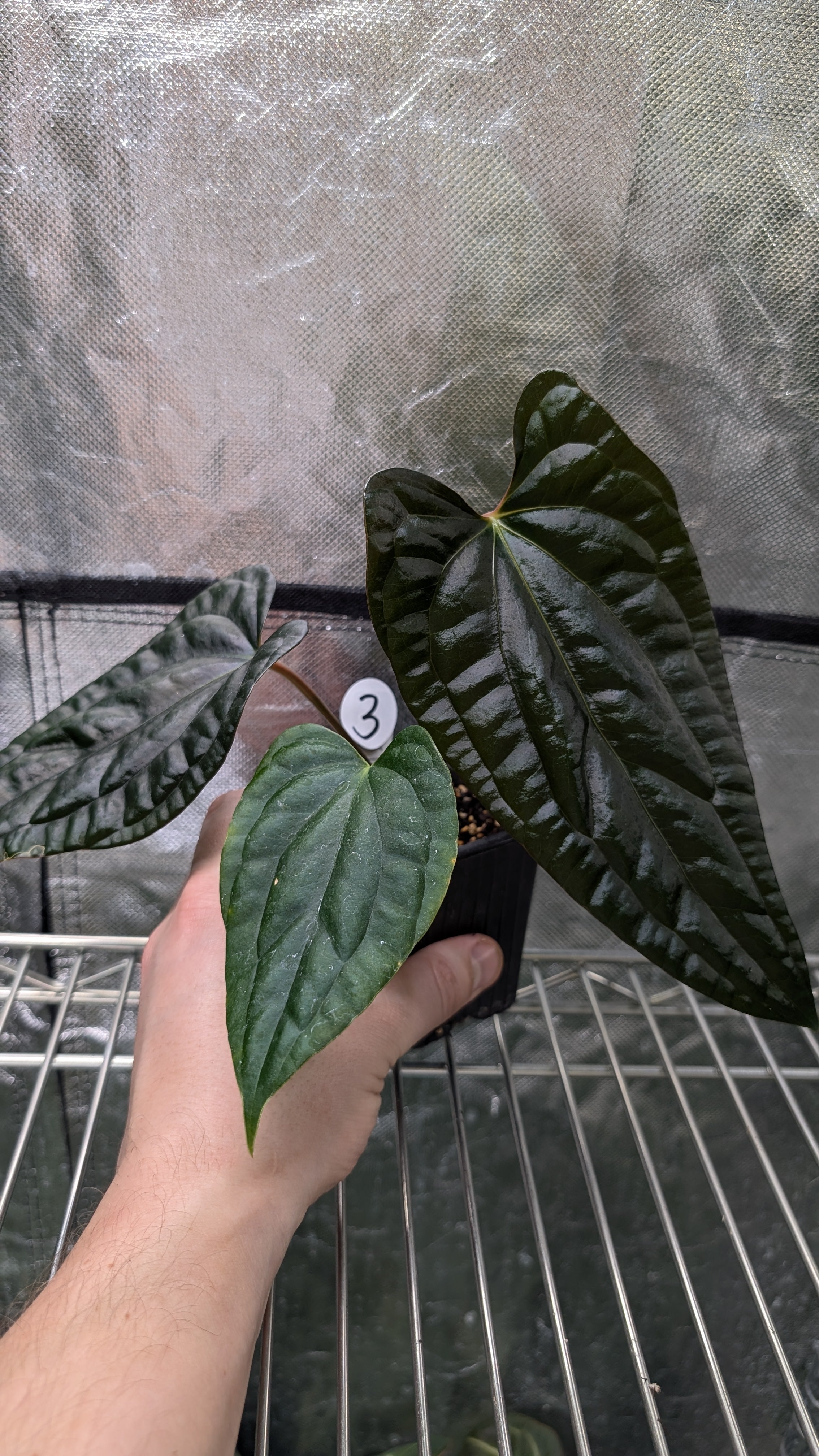 Anthurium Luxurians x Papillilaminum 'Fort Sherman' – Curious Plants