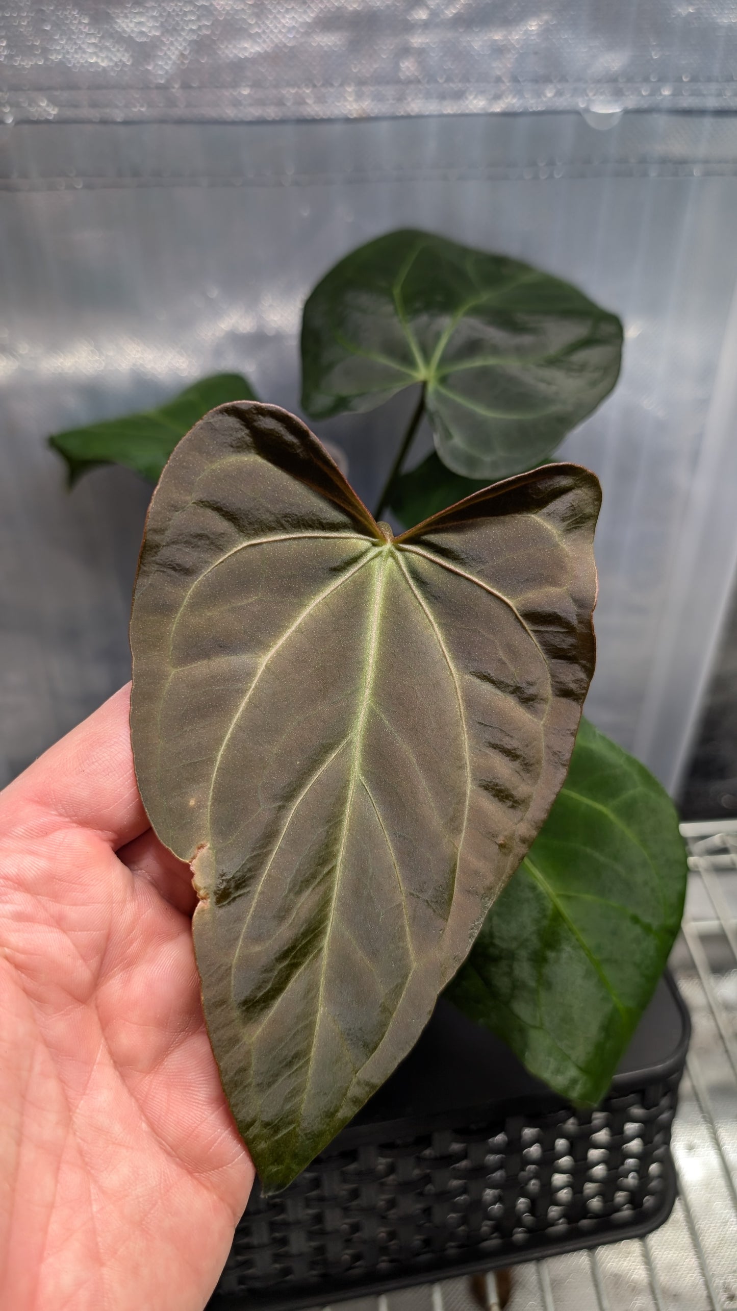 Anthurium Silver Blush Mint variegated x Papillilaminum 'Daniel'