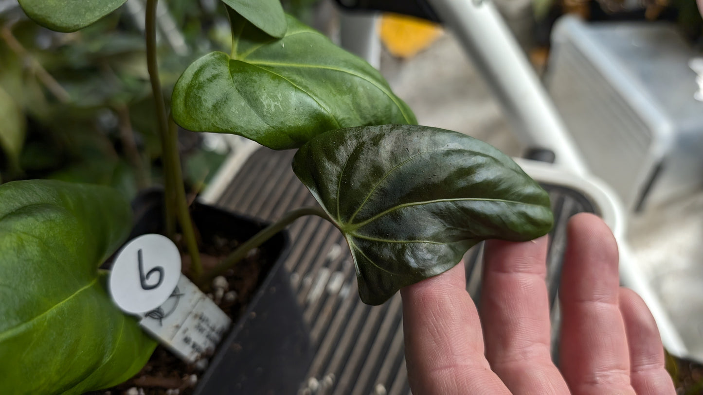 Anthurium Papillilaminum 'Fort Sherman' x Mr. Worldwide