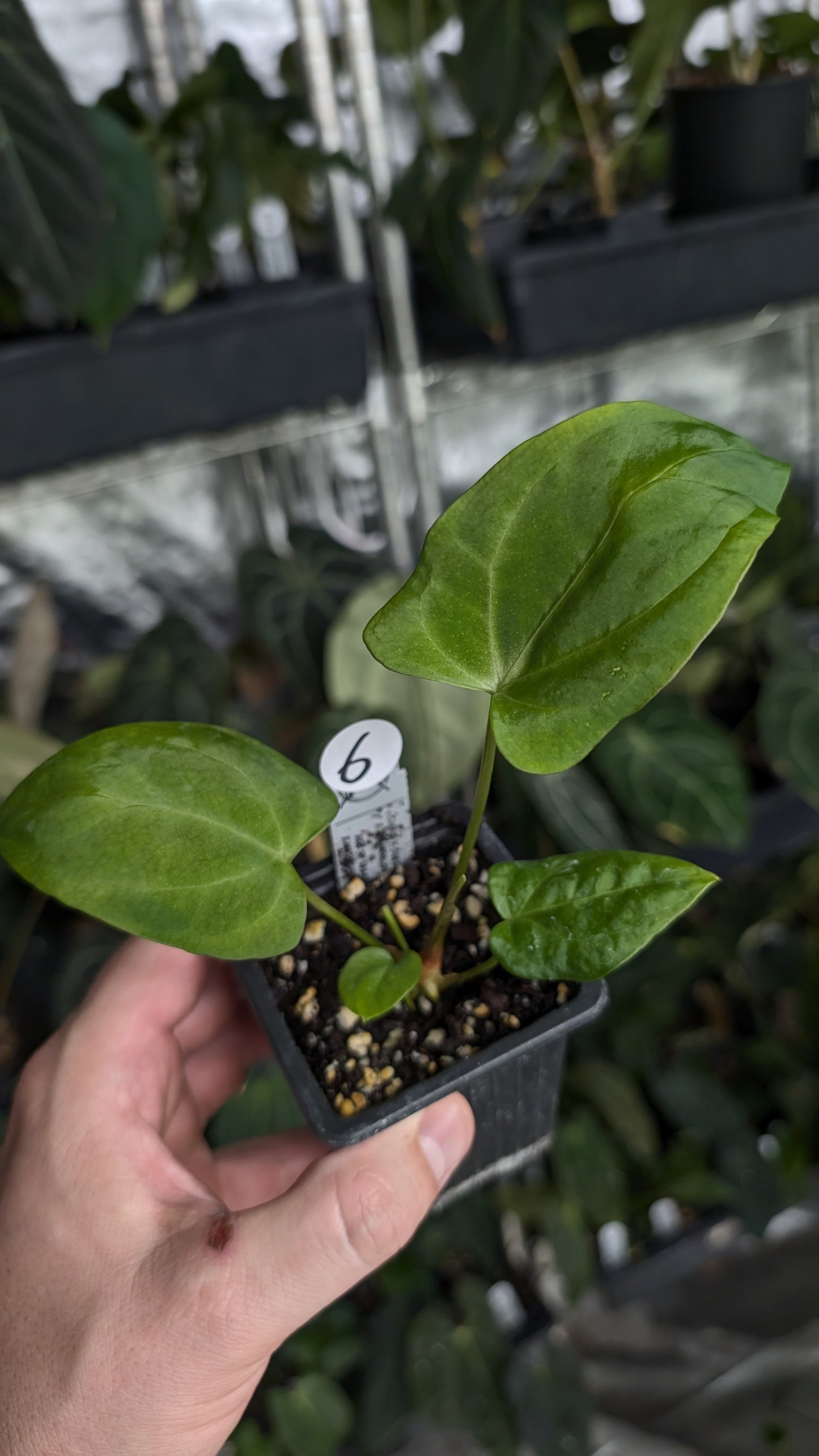 Anthurium [Carlablackiae x Dressleri Rio Guanche x Mr. Worldwide] x [Ace of Spagetii x Mr Worldwide]